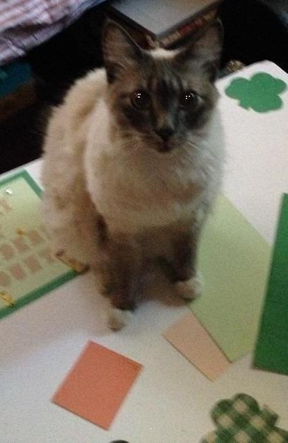 Poe, Adopted, Adult Male Domestic Short Hair & Siamese.