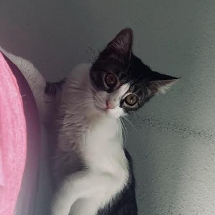 Enlarge China, a ADOPTABLE Domestic Short Hair in Orange, CA image 3/3