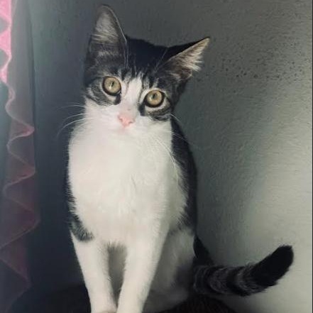 China, ADOPTABLE, Young Female Domestic Short Hair.