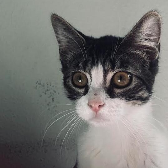 Enlarge China, a ADOPTABLE Domestic Short Hair in Orange, CA image 2/3