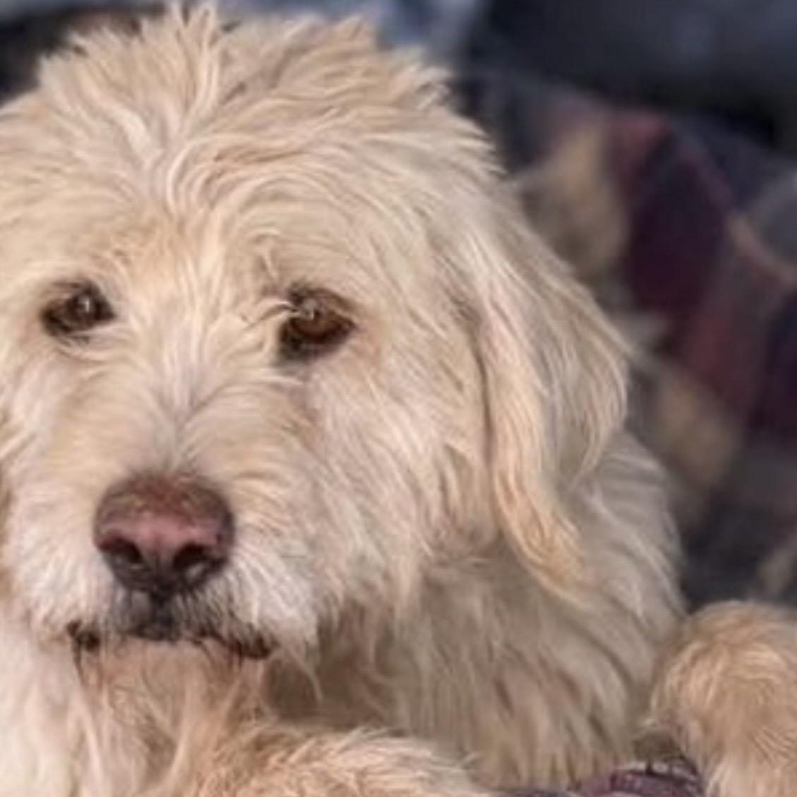 Wendy, ADOPTABLE, Adult Female Goldendoodle.