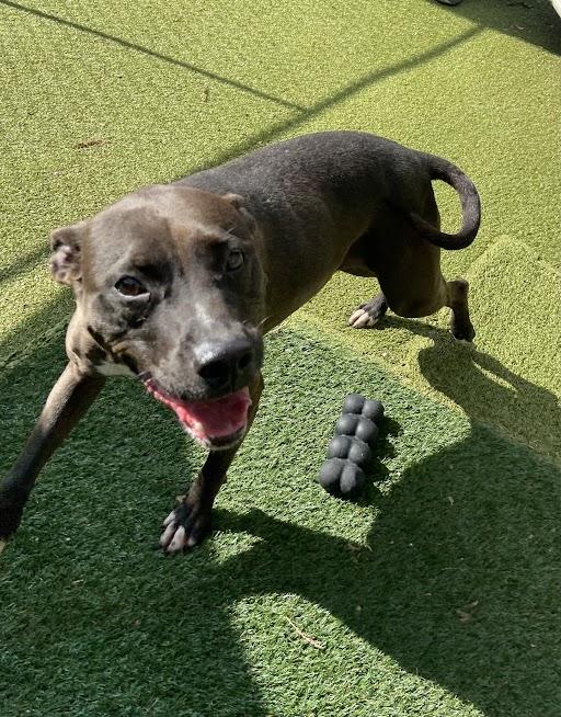 Boom, adoptable, Puppy Female Mixed Breed.