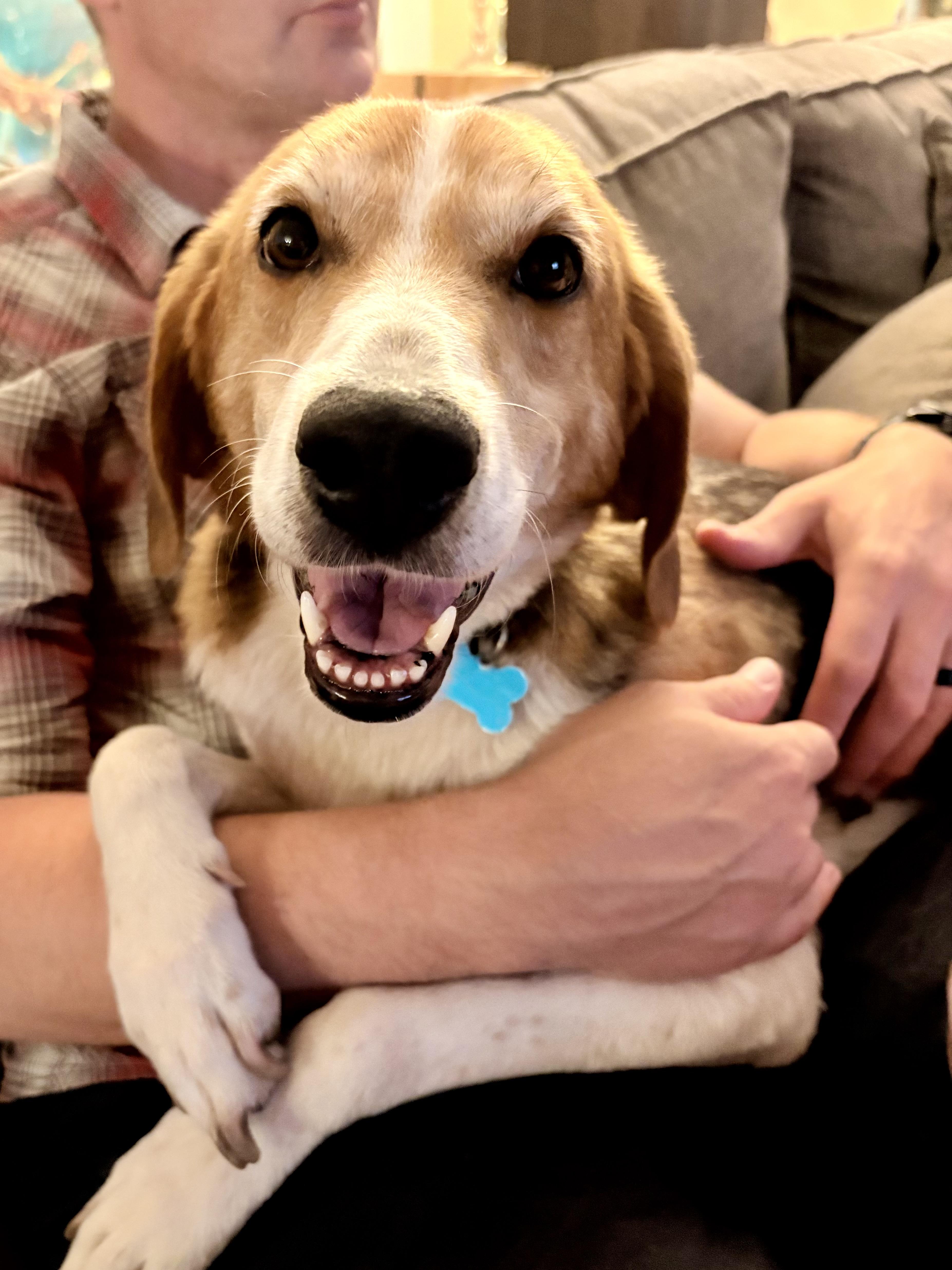 Enlarge Clementine, an adoptable mixed breed in Minneapolis, MN image 1/6