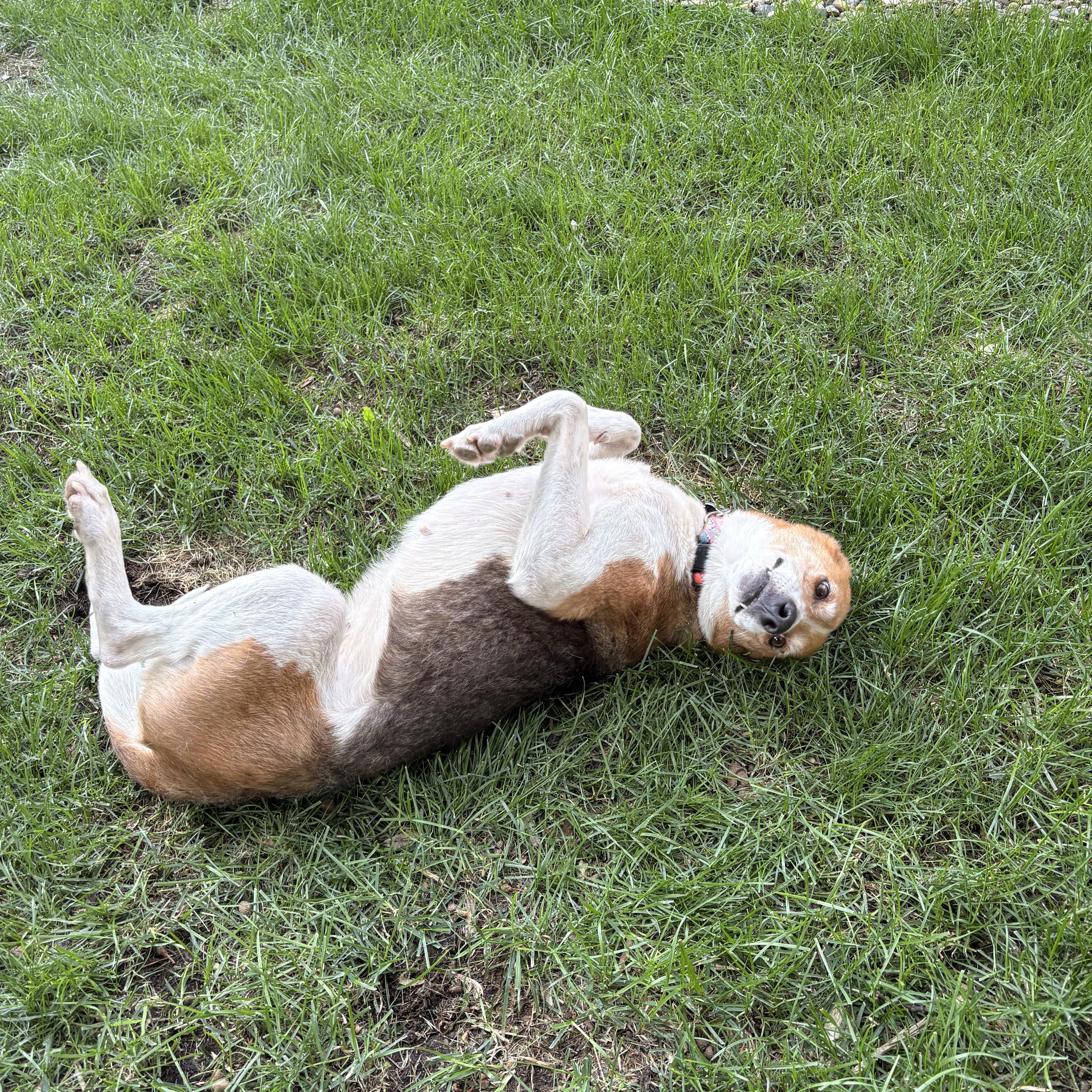 Enlarge Clementine, an adoptable mixed breed in Minneapolis, MN image 6/6