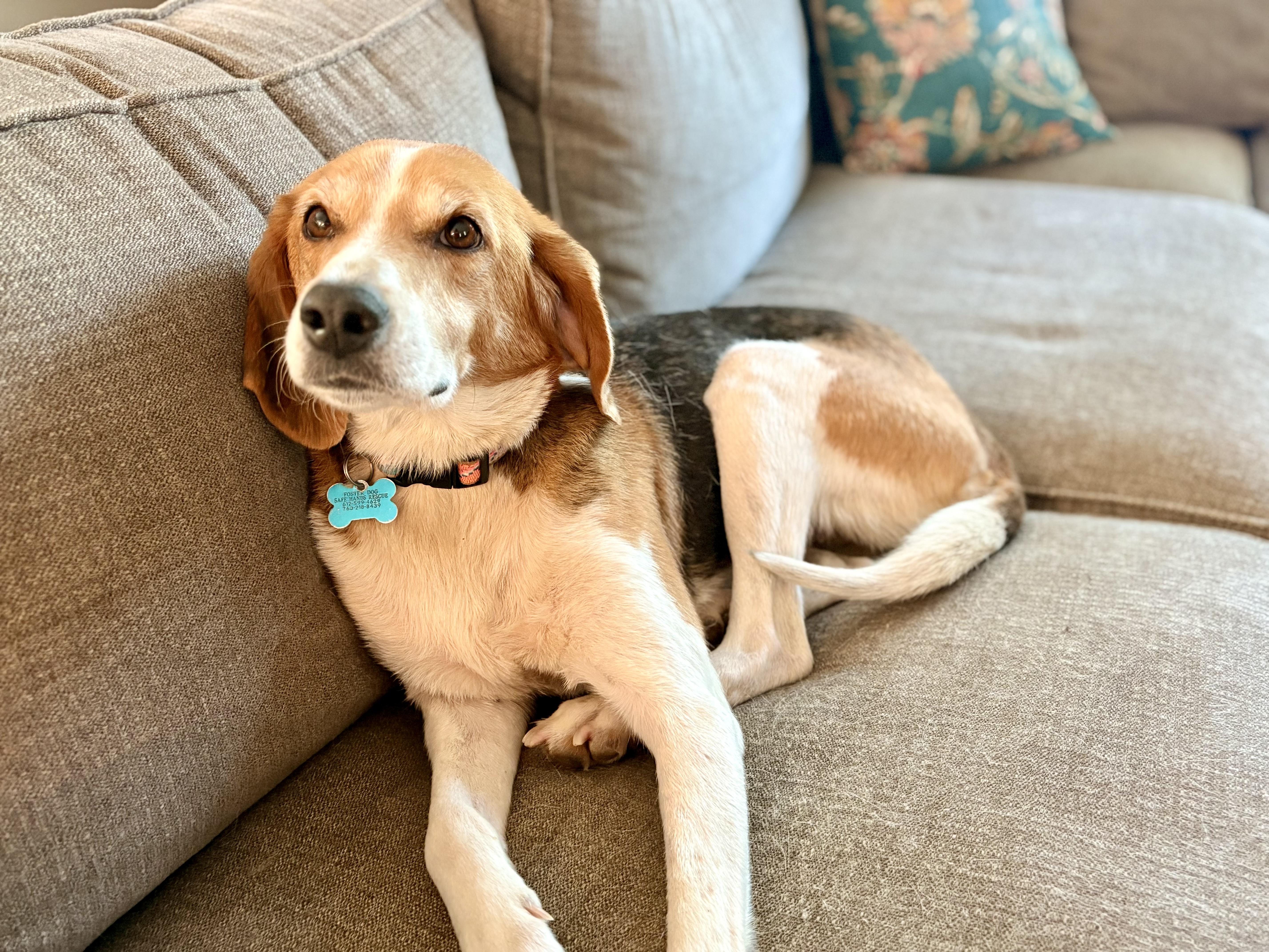 Enlarge Clementine, an adoptable mixed breed in Minneapolis, MN image 5/6