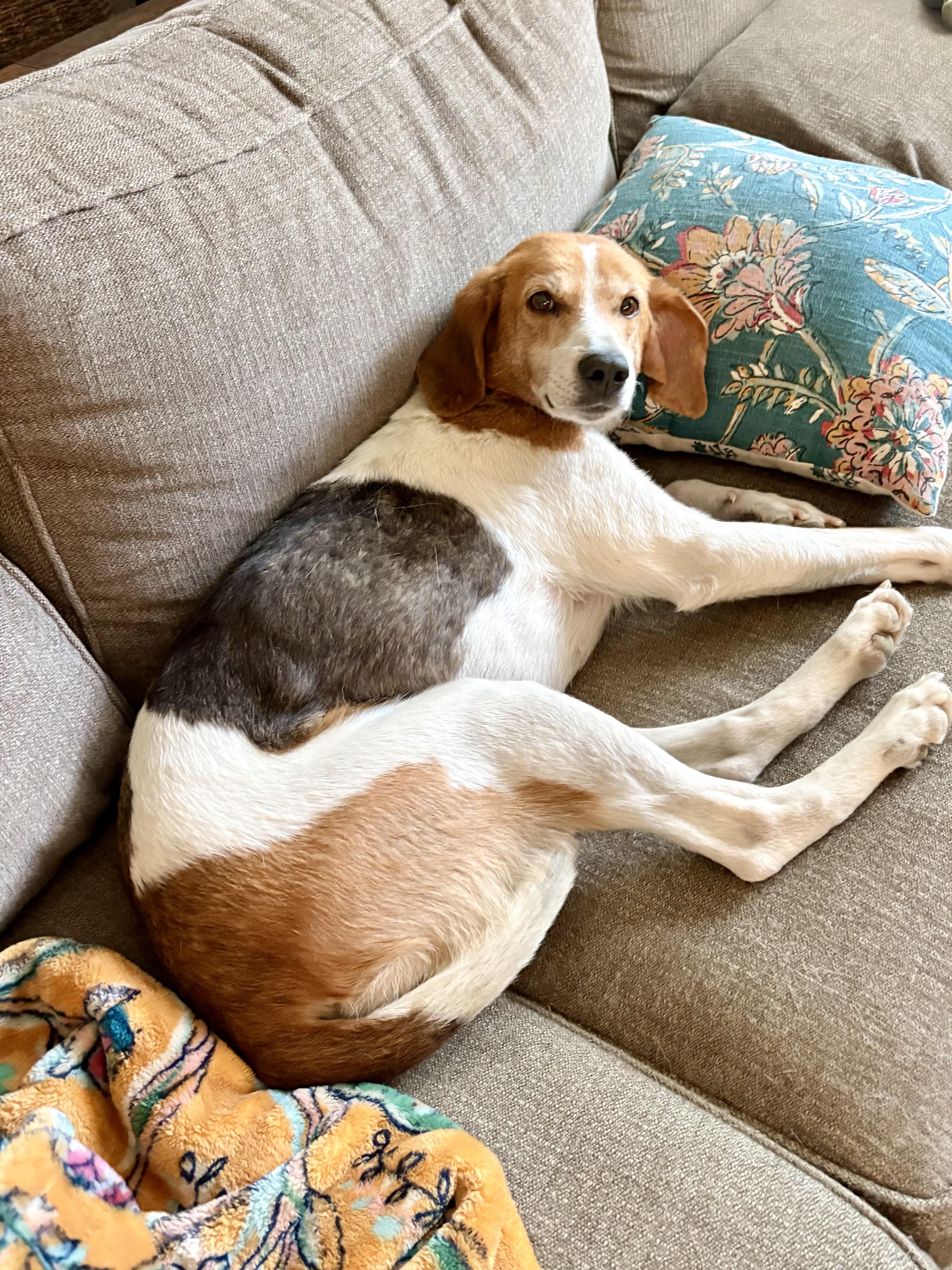 Enlarge Clementine, an adoptable mixed breed in Minneapolis, MN image 3/6