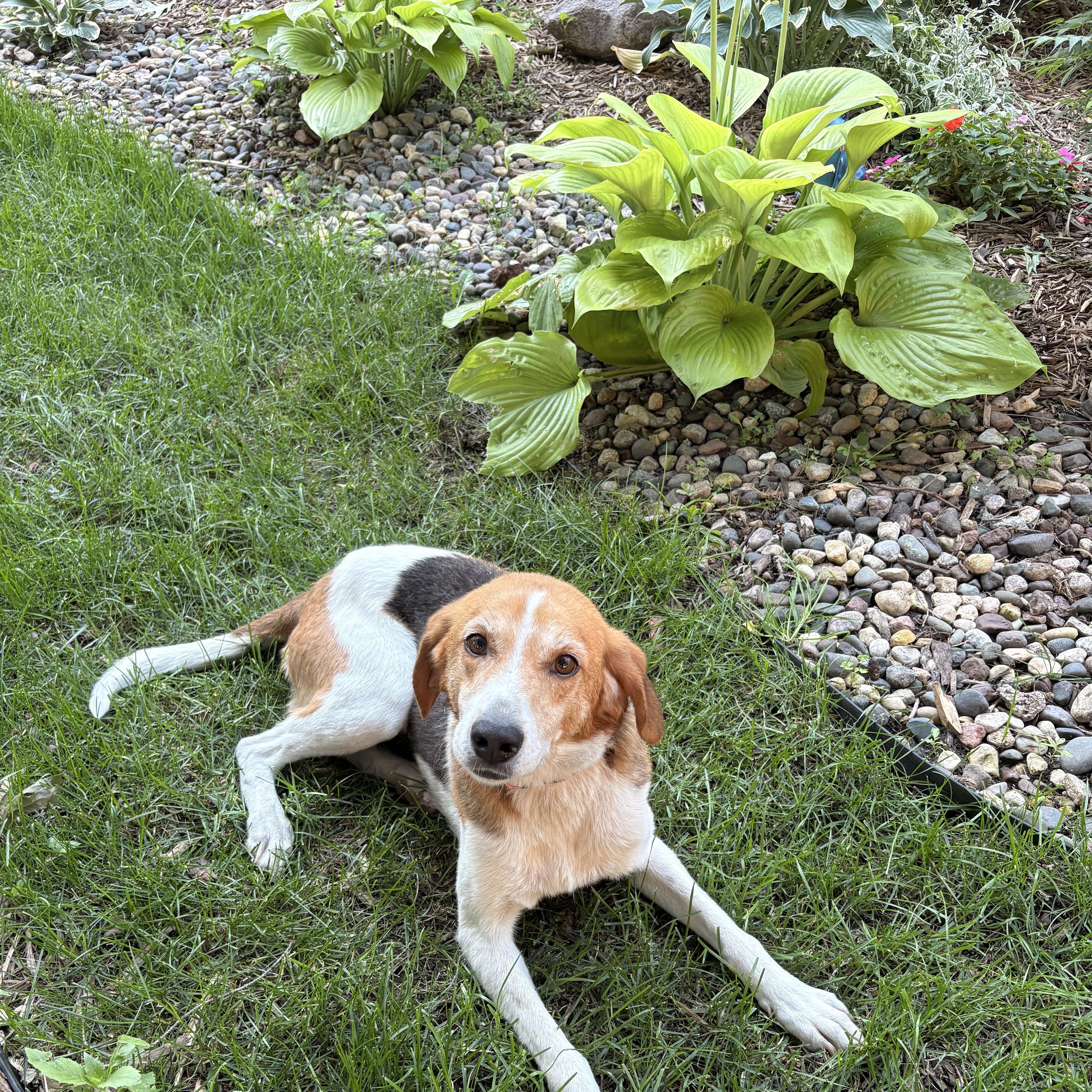 Enlarge Clementine, an adoptable mixed breed in Minneapolis, MN image 4/6