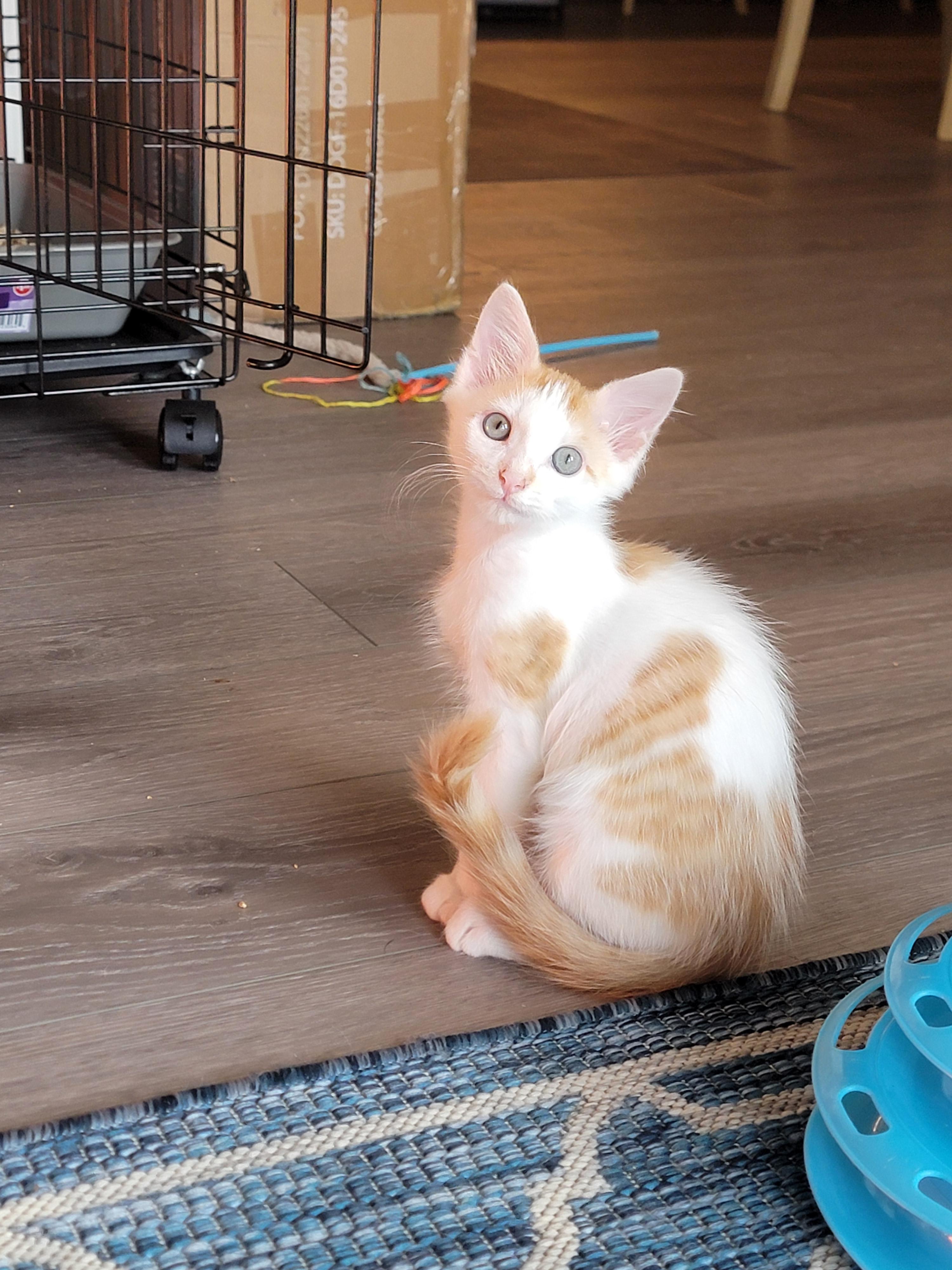 Fred Weasley, a Adopted mixed breed in St Petersburg, FL image 1/6