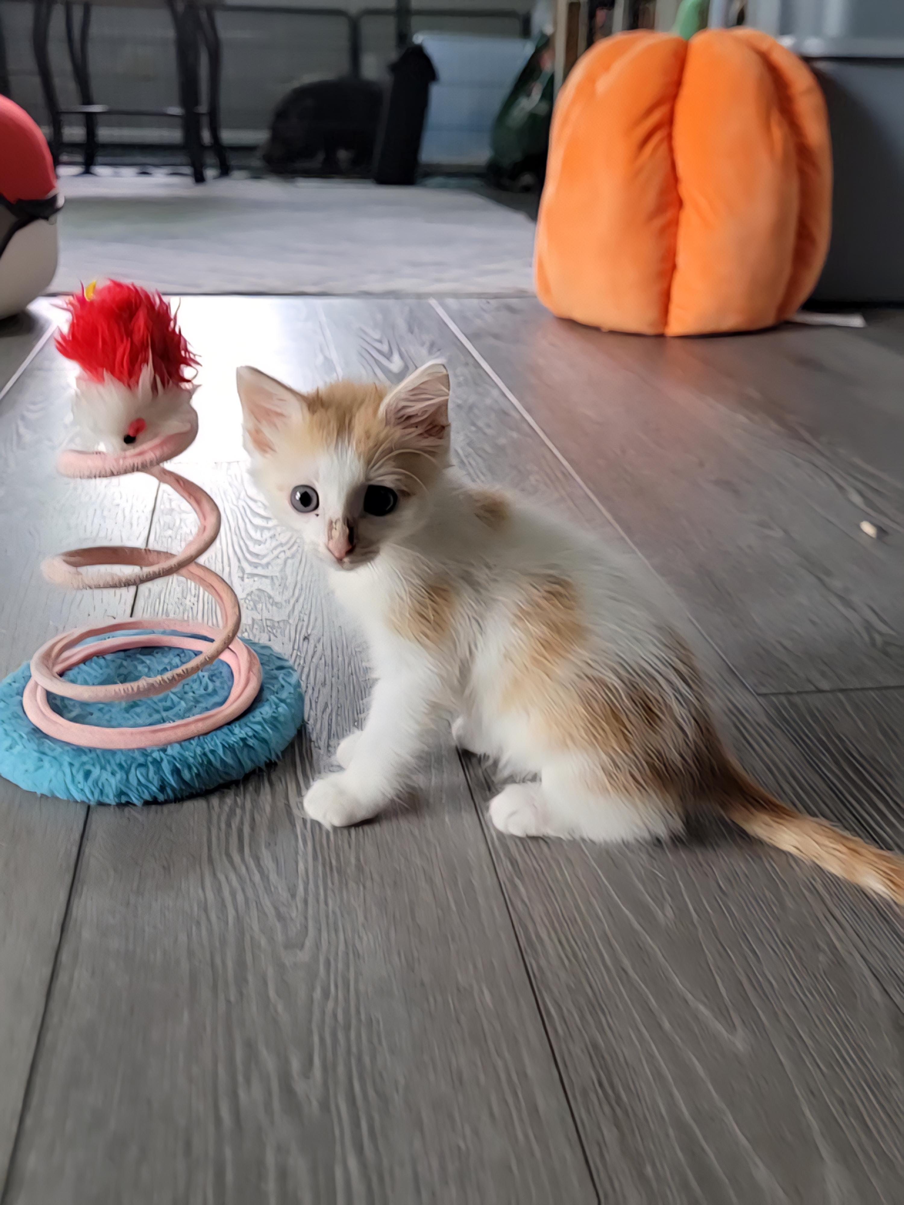 Fred Weasley, a Adopted mixed breed in St Petersburg, FL image 2/6