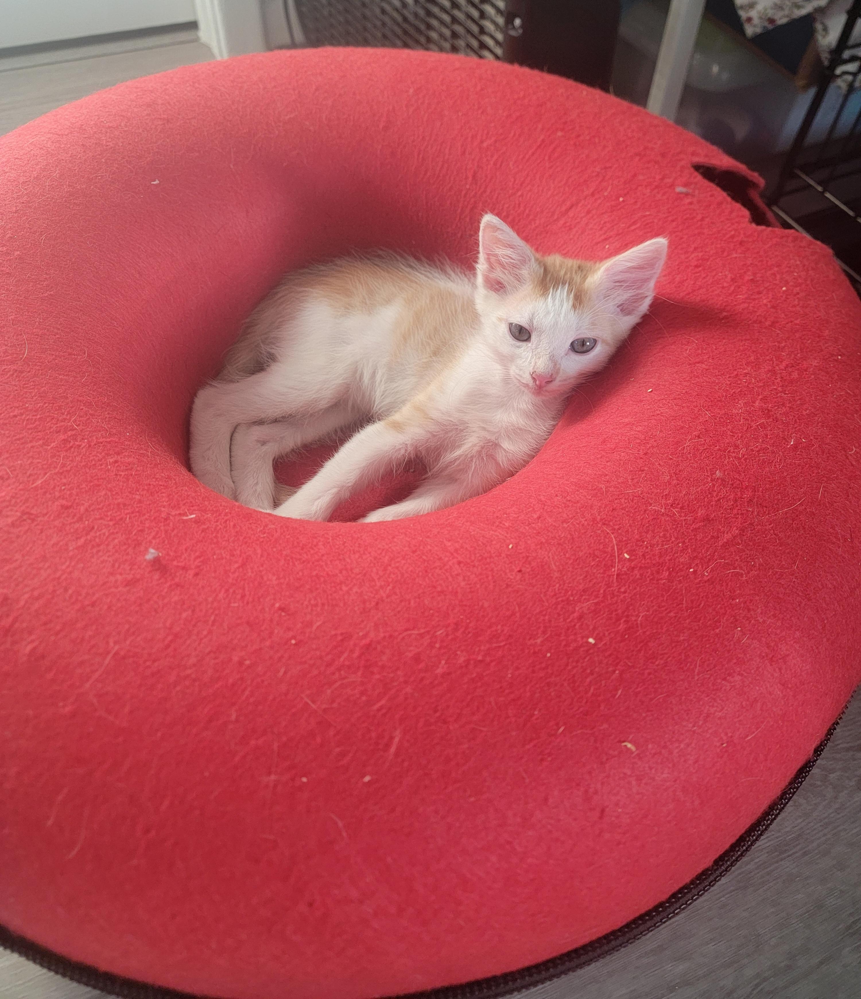 Fred Weasley, a Adopted mixed breed in St Petersburg, FL image 3/6