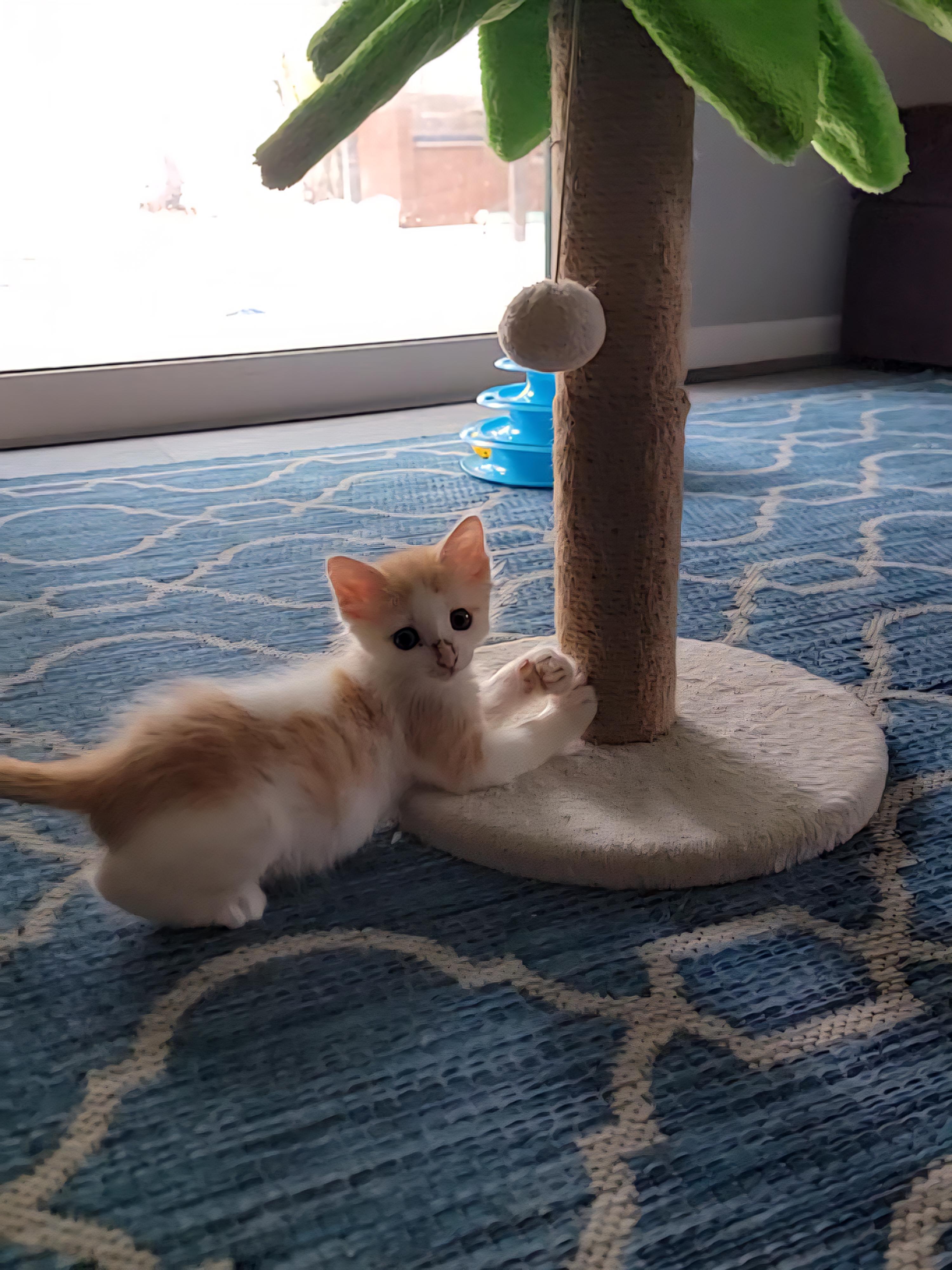 Fred Weasley, a Adopted mixed breed in St Petersburg, FL image 4/6