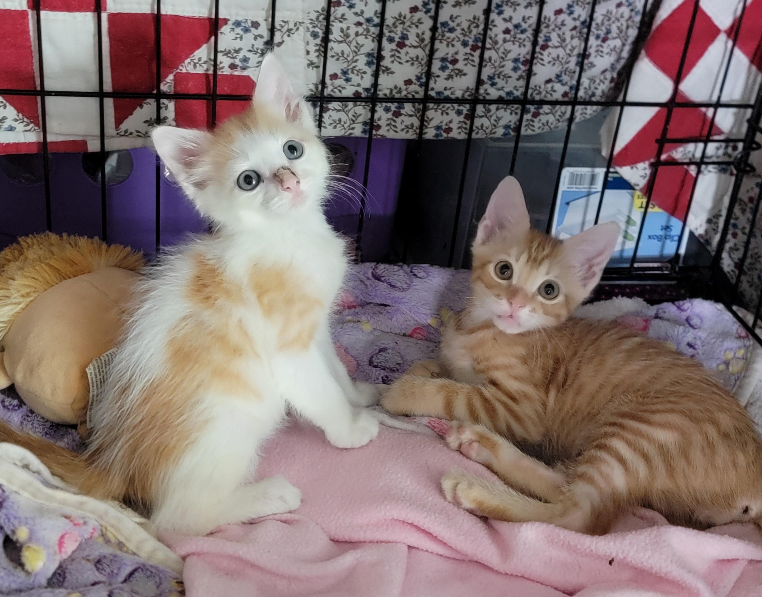 Fred Weasley, a Adopted mixed breed in St Petersburg, FL image 5/6