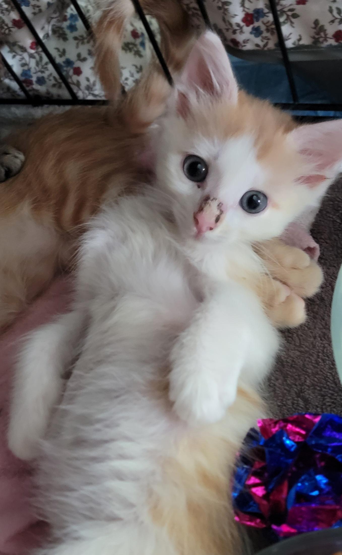 Fred Weasley, a Adopted mixed breed in St Petersburg, FL image 6/6