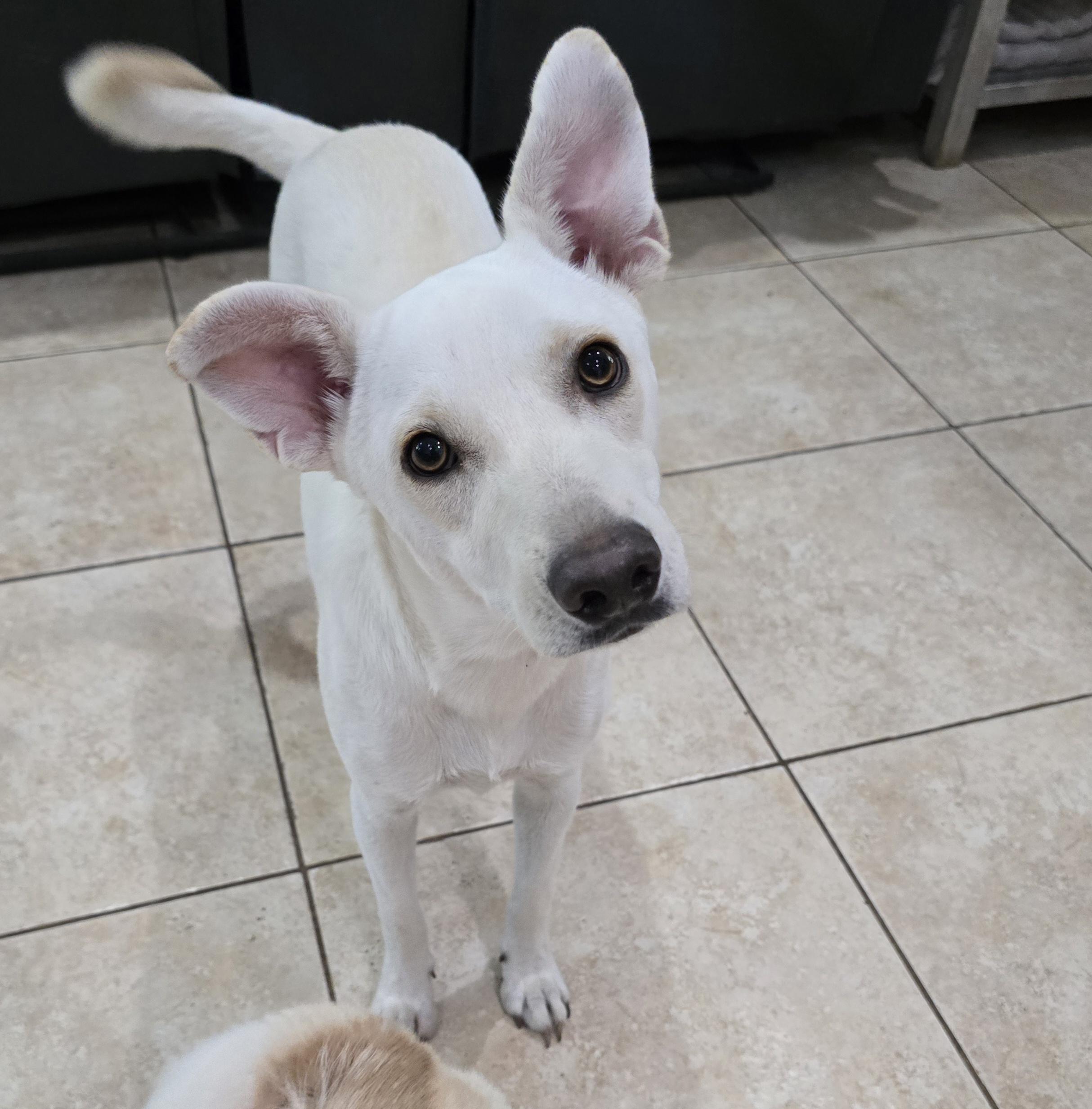 Trudy, Adoptable, Young Female Husky & Australian Kelpie.