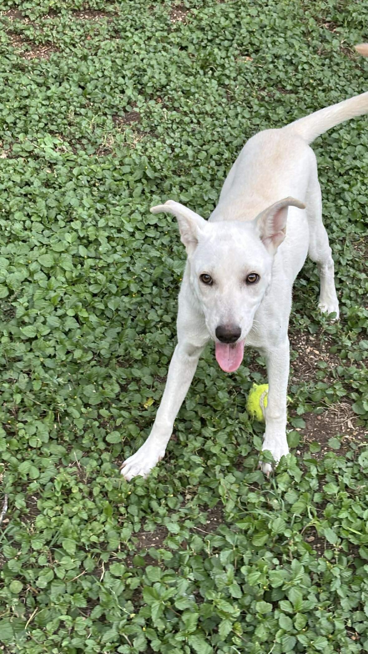 Trudy, a Adoptable mixed breed in Albany, NY image 6/6