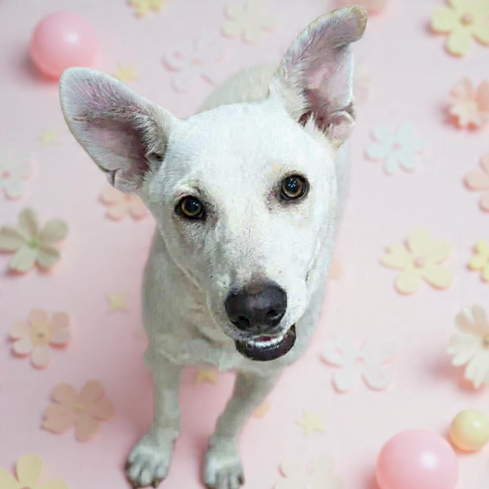 Trudy, Adoptable, Young Female Husky & Shepherd.