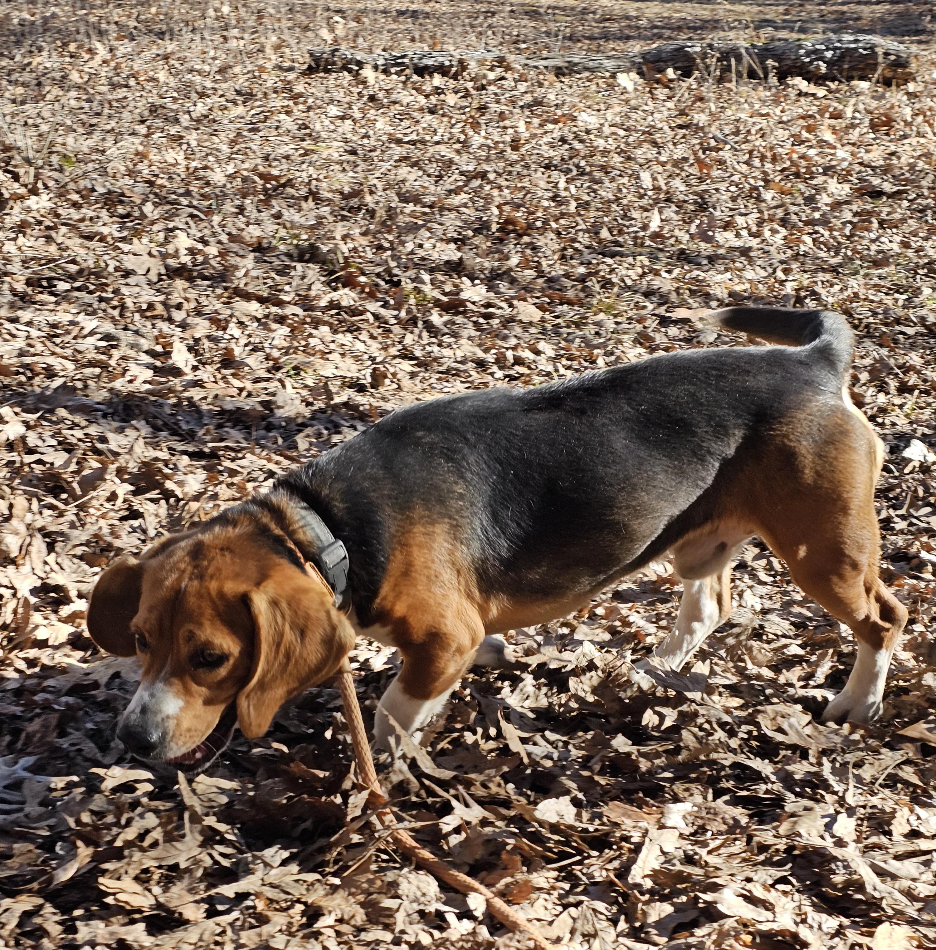 Tucker, ADOPTABLE, Adult Male Beagle.
