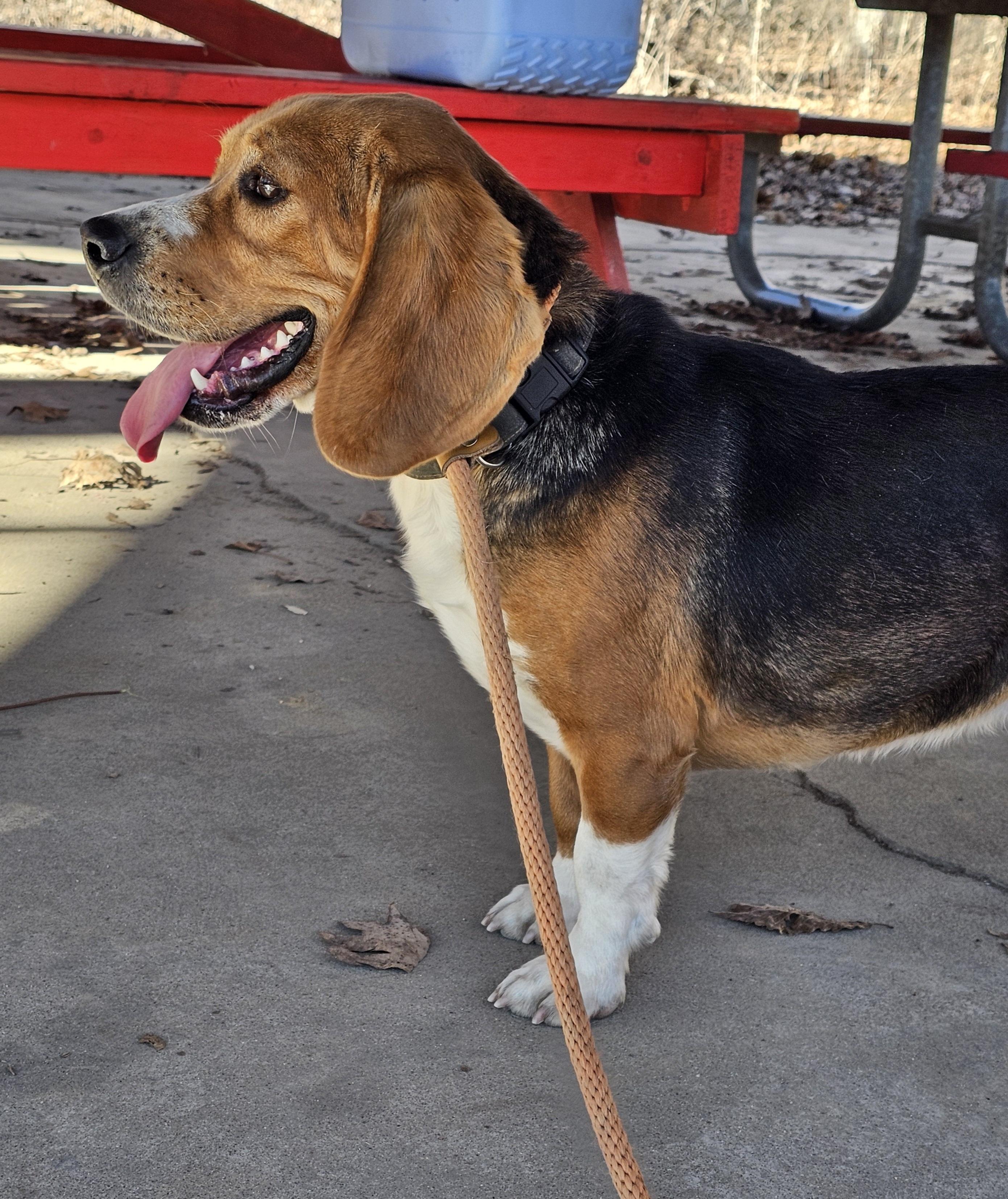 Enlarge Tucker, a ADOPTABLE Beagle in Columbia, MO image 4/5
