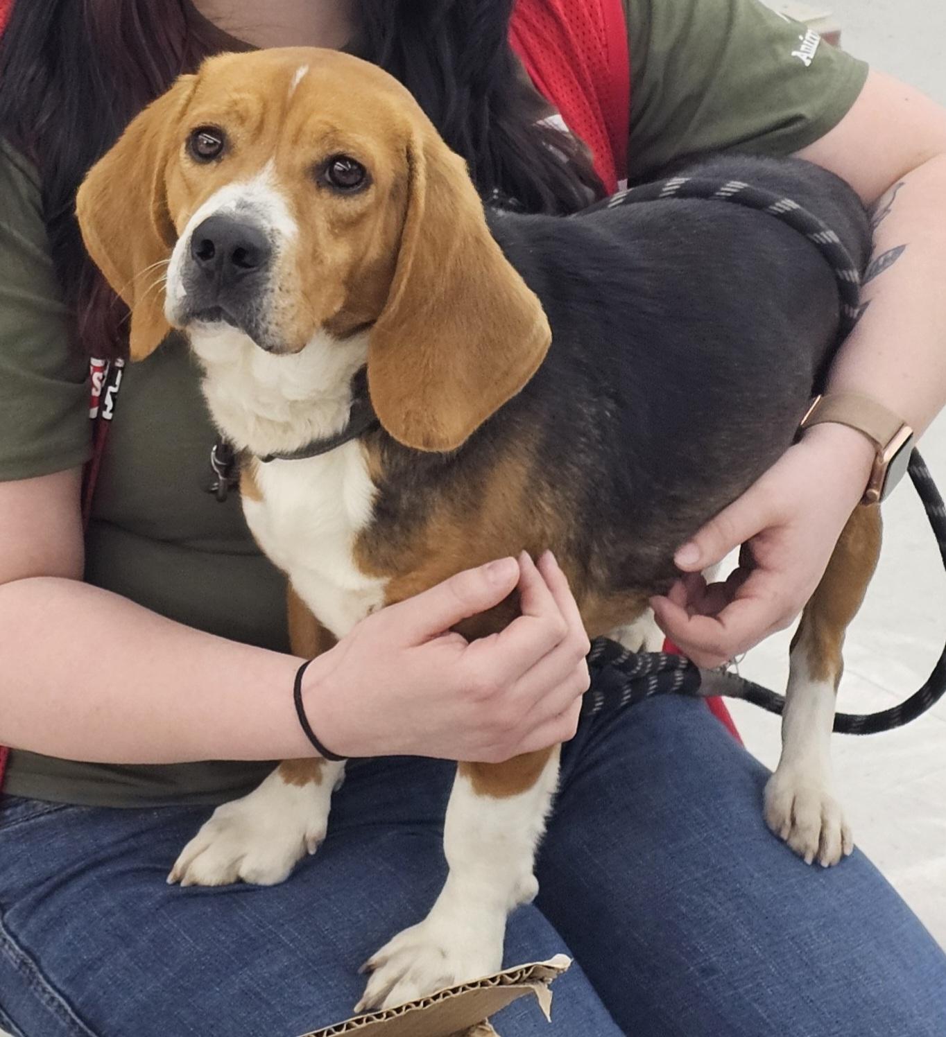 Enlarge Tucker, a ADOPTABLE Beagle in Columbia, MO image 1/5