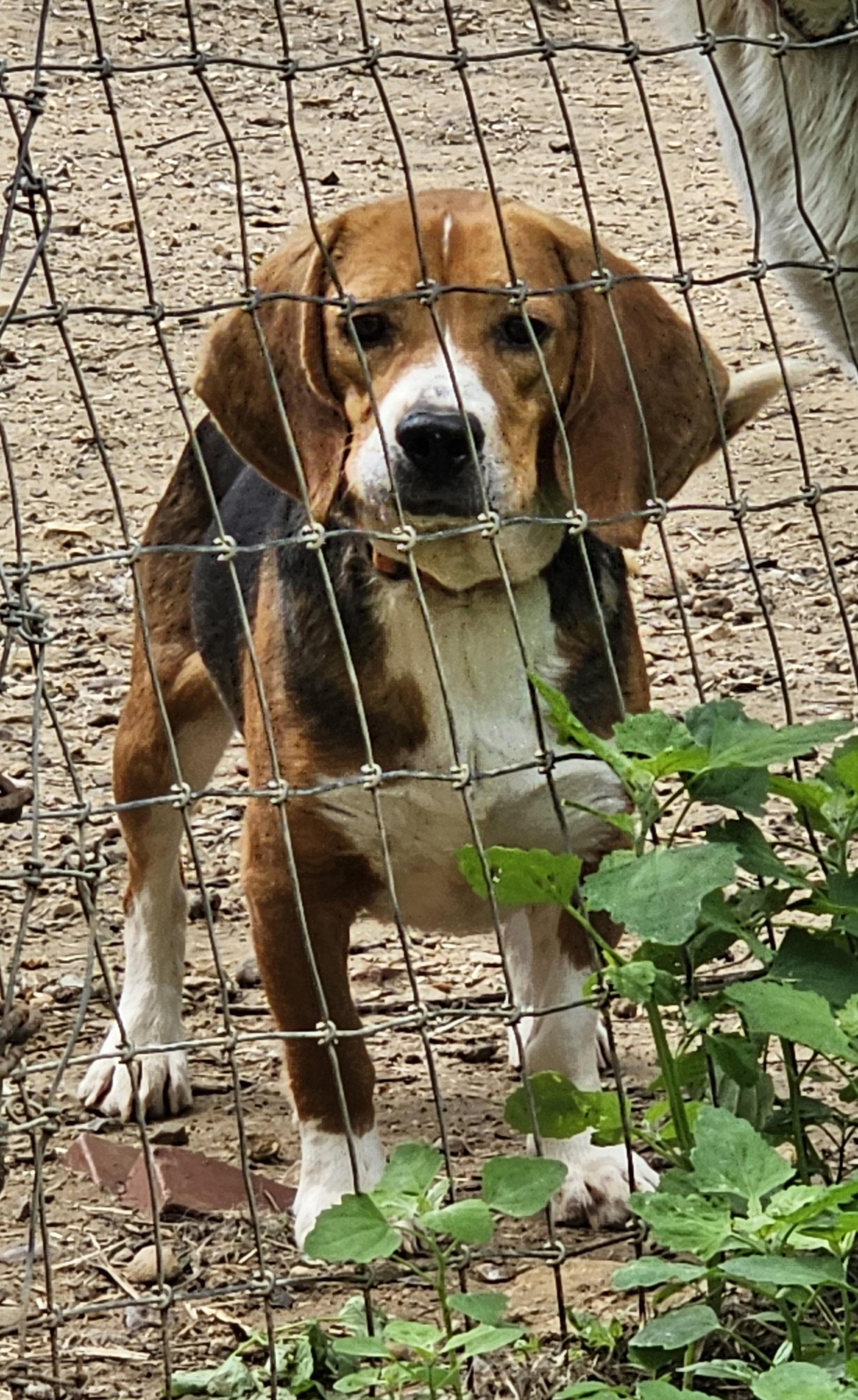 Enlarge Tucker, a ADOPTABLE Beagle in Columbia, MO image 3/5