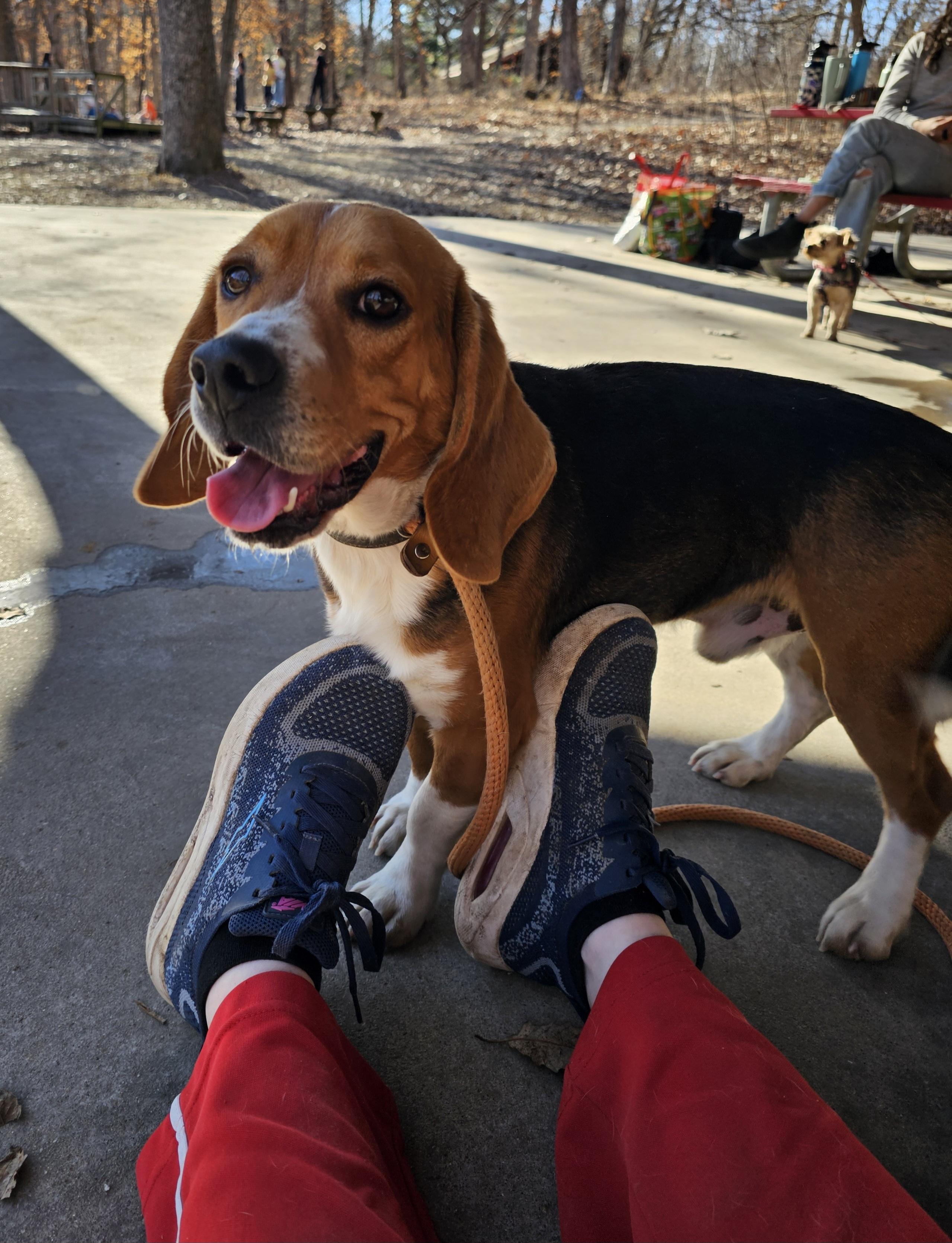 Enlarge Tucker, a ADOPTABLE Beagle in Columbia, MO image 5/5