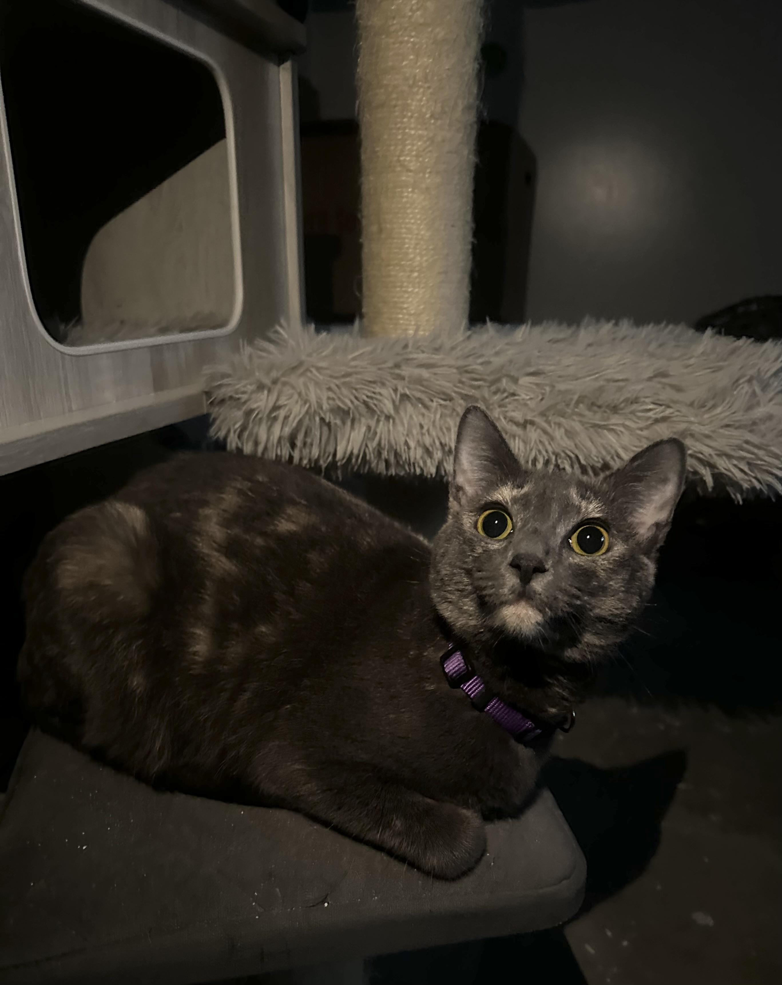 Enlarge Mirage, a Adoptable Dilute Tortoiseshell in Fresno, CA image 3/3