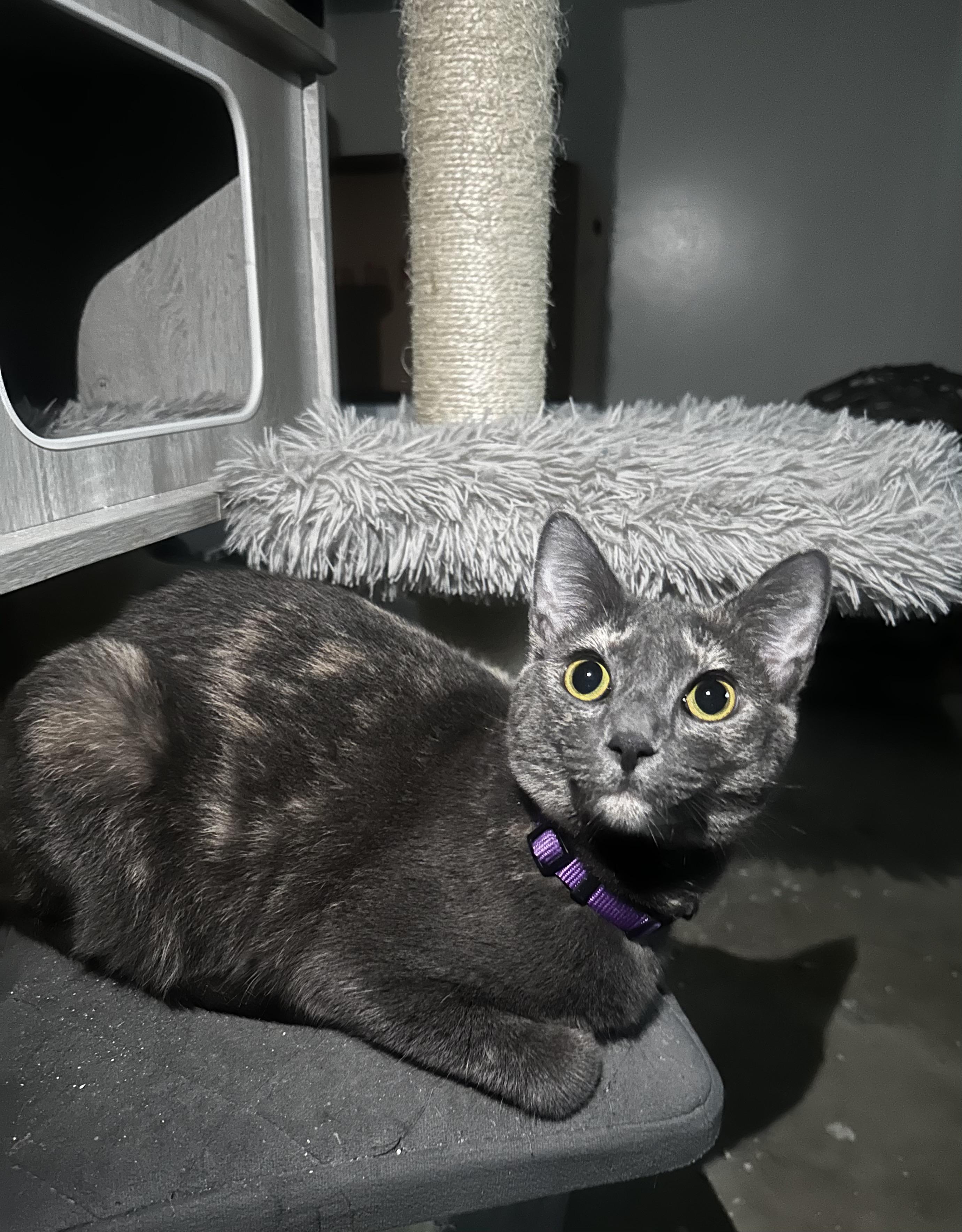 Mirage, an adoptable Dilute Tortoiseshell in Fresno, CA, 93711 | Photo Image 1