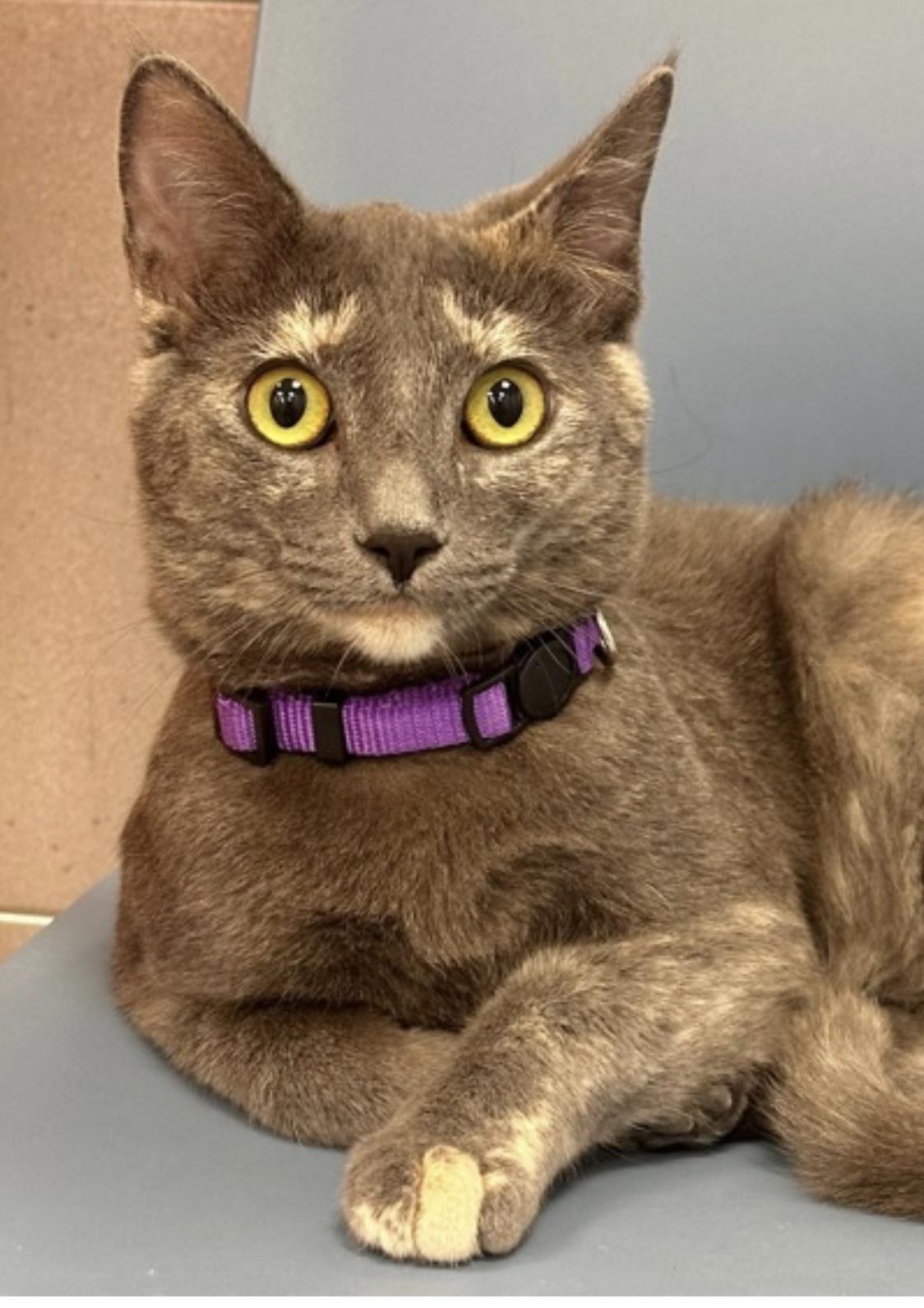 Enlarge Mirage, a Adoptable Dilute Tortoiseshell in Fresno, CA image 2/3