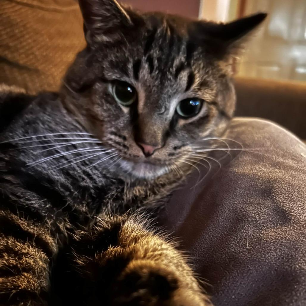 Andre the Giant, Adoptable, Adult Male Domestic Short Hair.