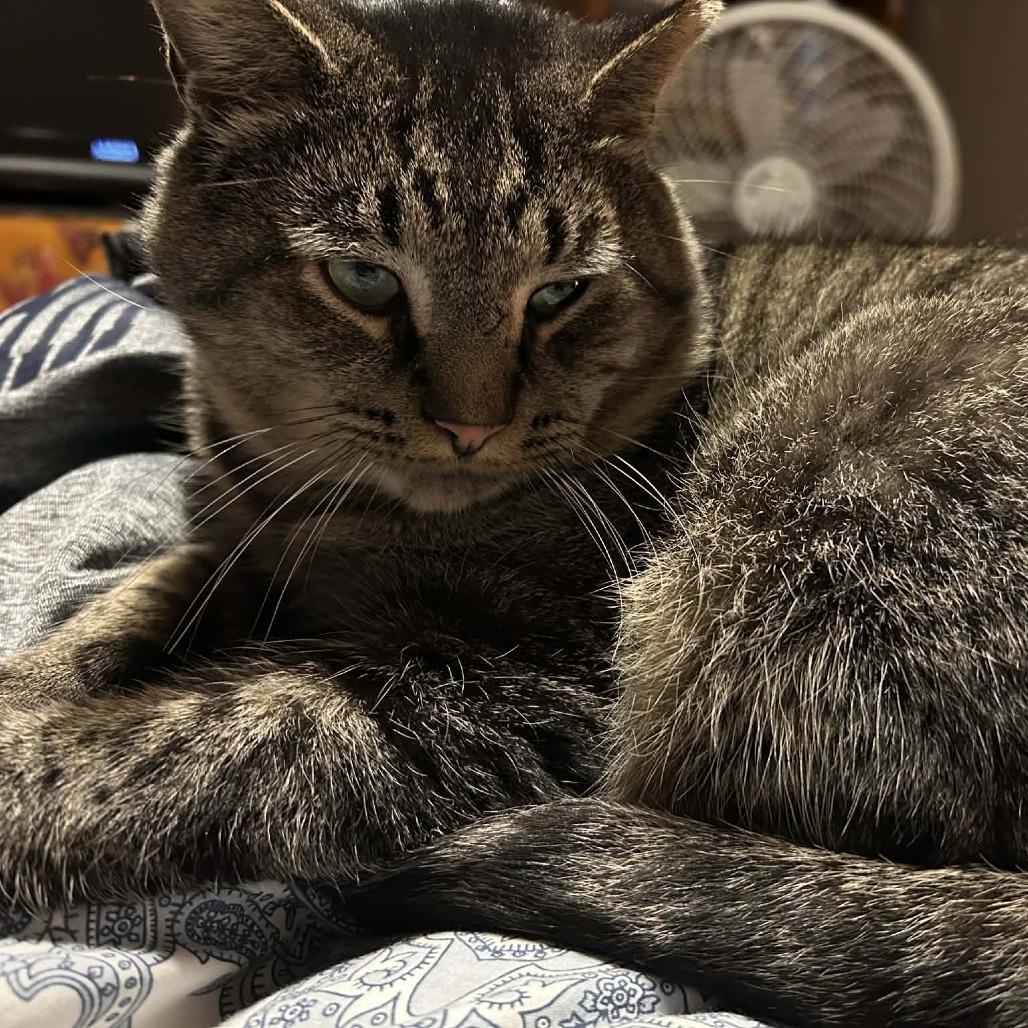 Enlarge Andre the Giant, a Adoptable Domestic Short Hair in Harrisonburg, VA image 2/4