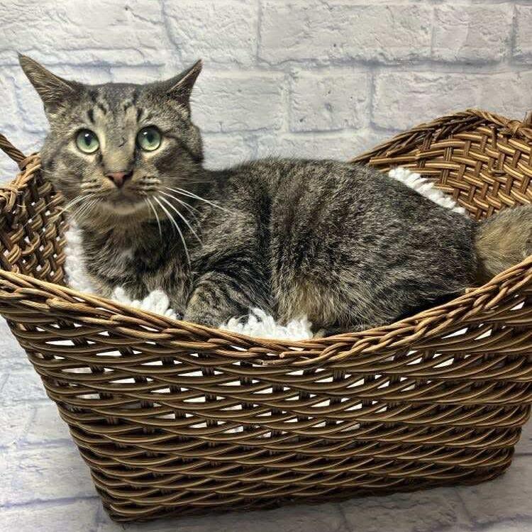 Enlarge Andre the Giant, a Adoptable Domestic Short Hair in Harrisonburg, VA image 4/4