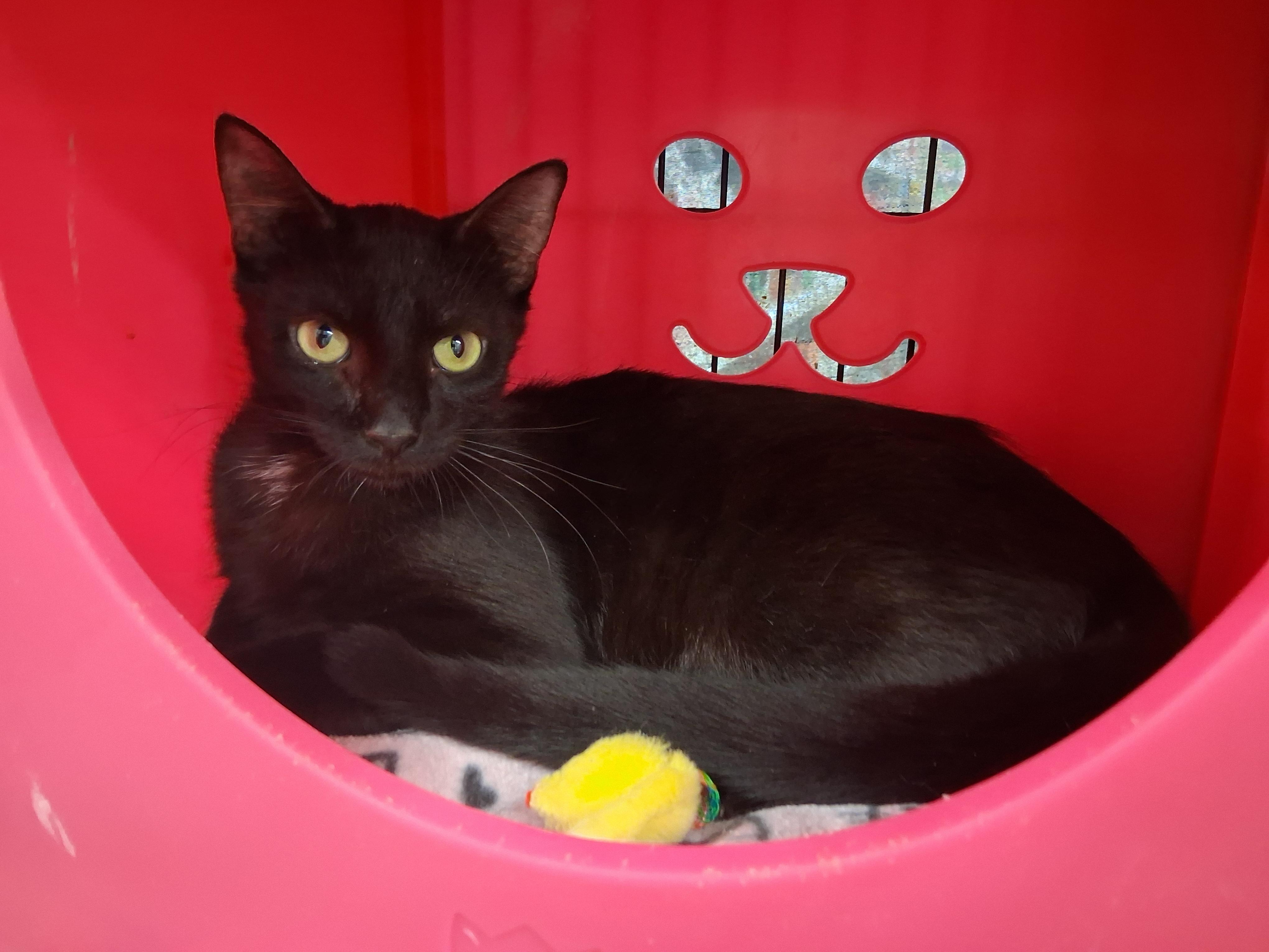 Preston, a ADOPTABLE Domestic Short Hair in Bear, DE image 2/2