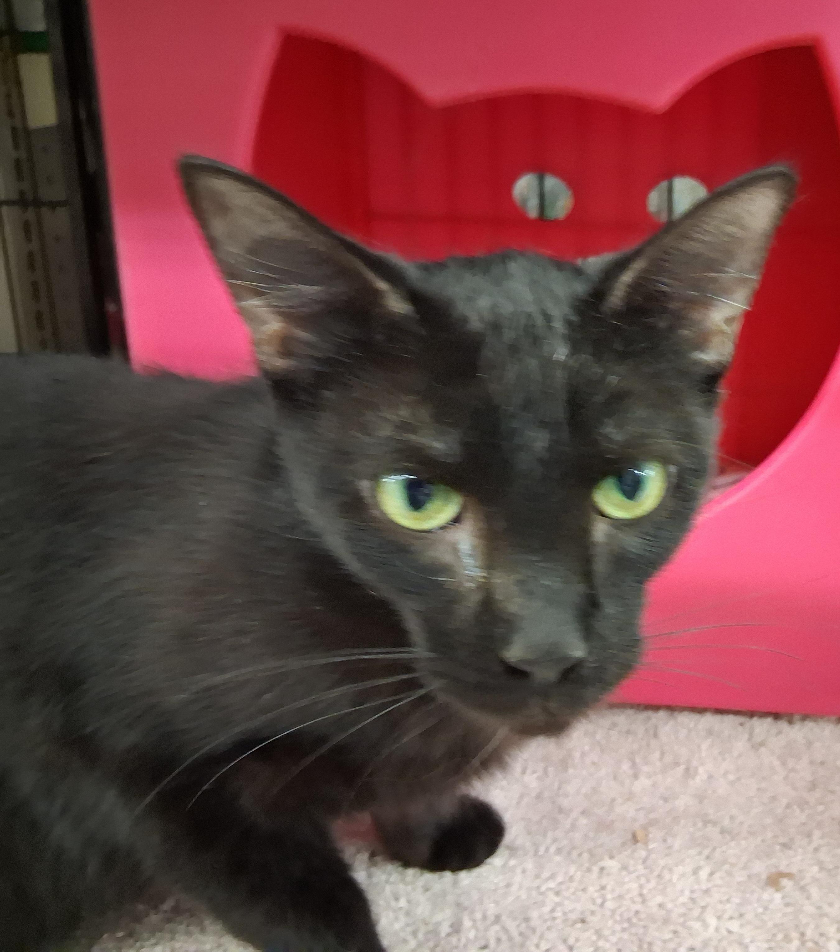 Preston, a ADOPTABLE Domestic Short Hair in Bear, DE image 1/2
