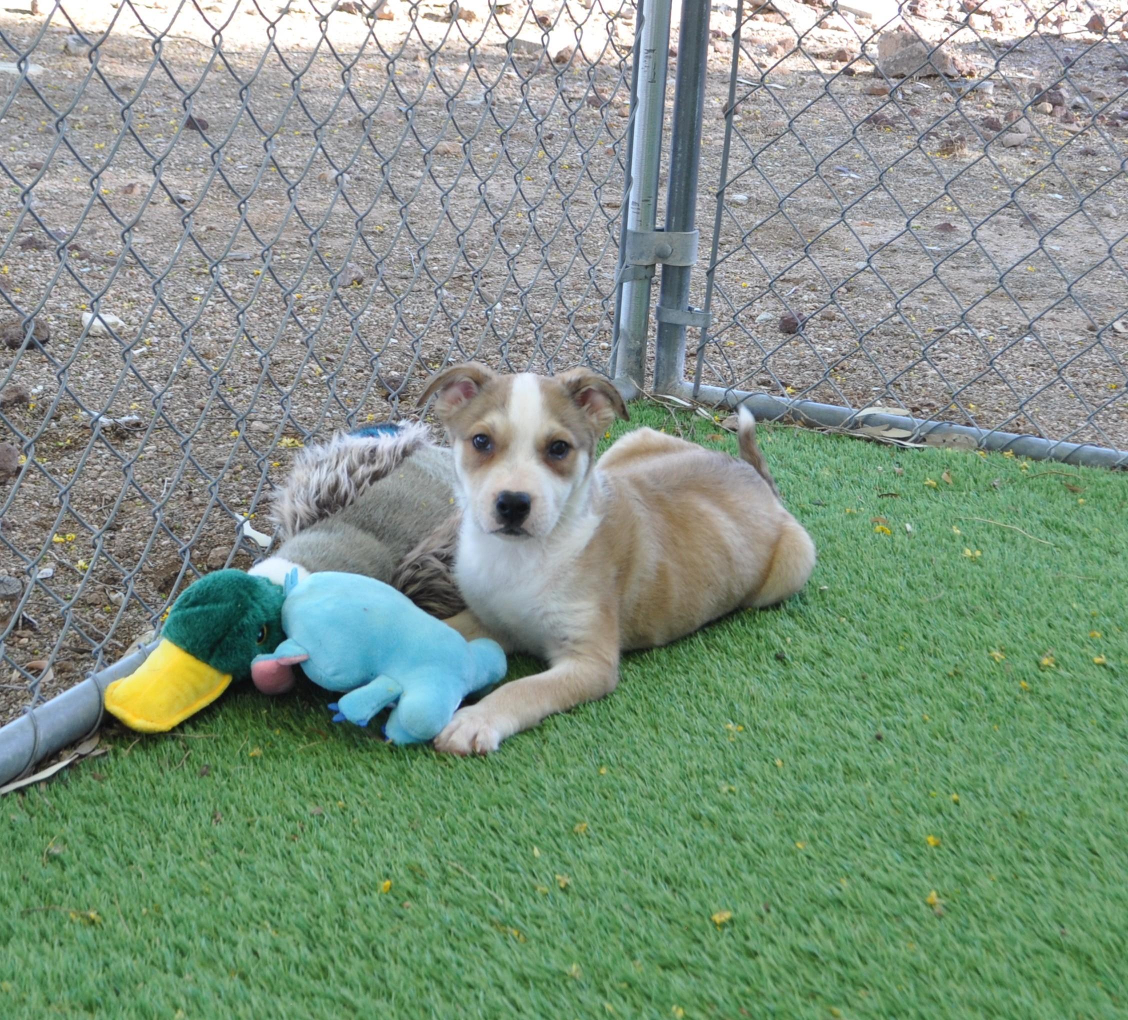 Enlarge Funky, a ADOPTABLE mixed breed in Apache Junction, AZ image 2/5