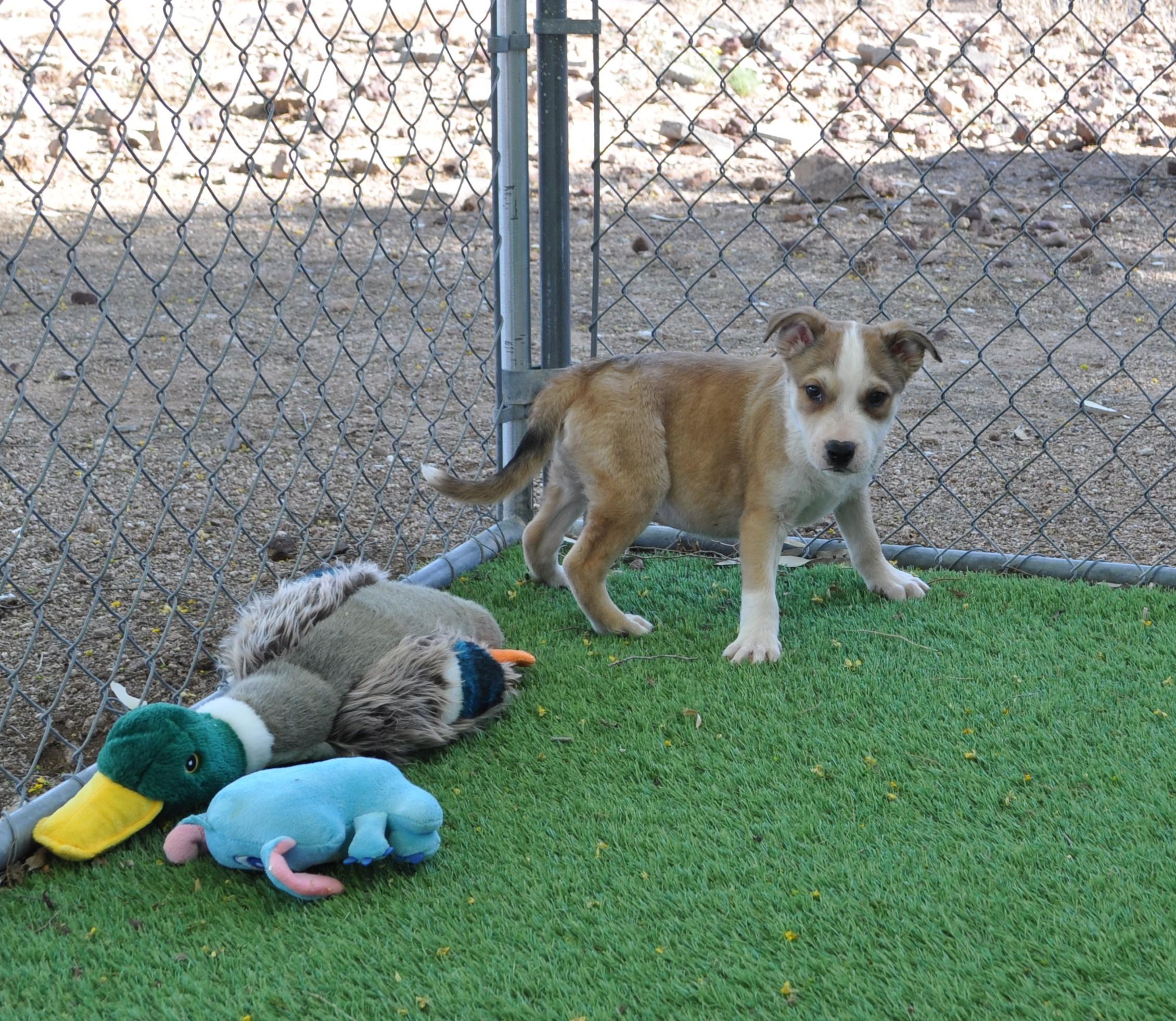 Enlarge Funky, a ADOPTABLE mixed breed in Apache Junction, AZ image 4/5