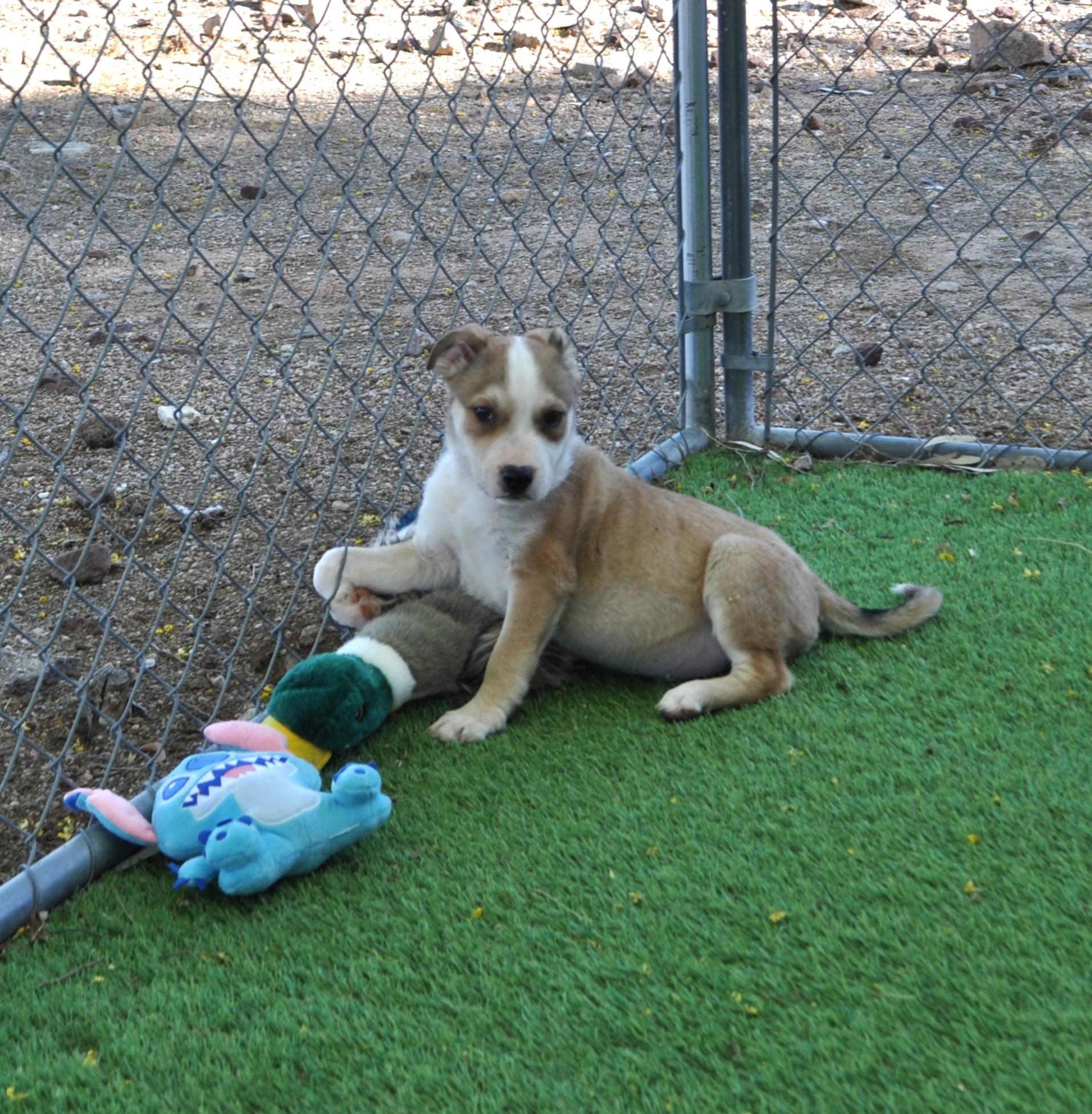 Enlarge Funky, a ADOPTABLE mixed breed in Apache Junction, AZ image 5/5
