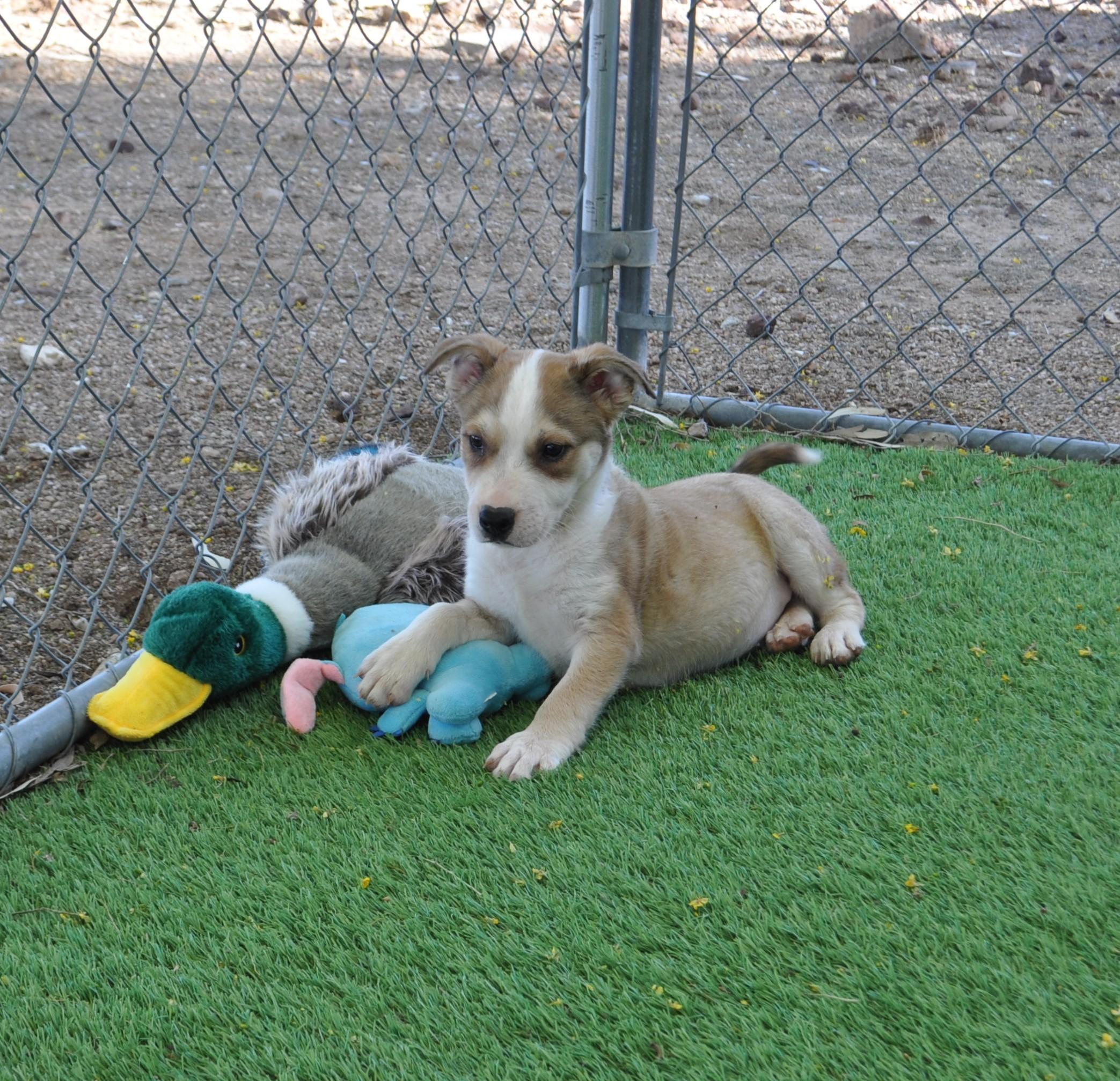 Funky, ADOPTABLE, Puppy Male Cattle Dog & Jack Russell Terrier.