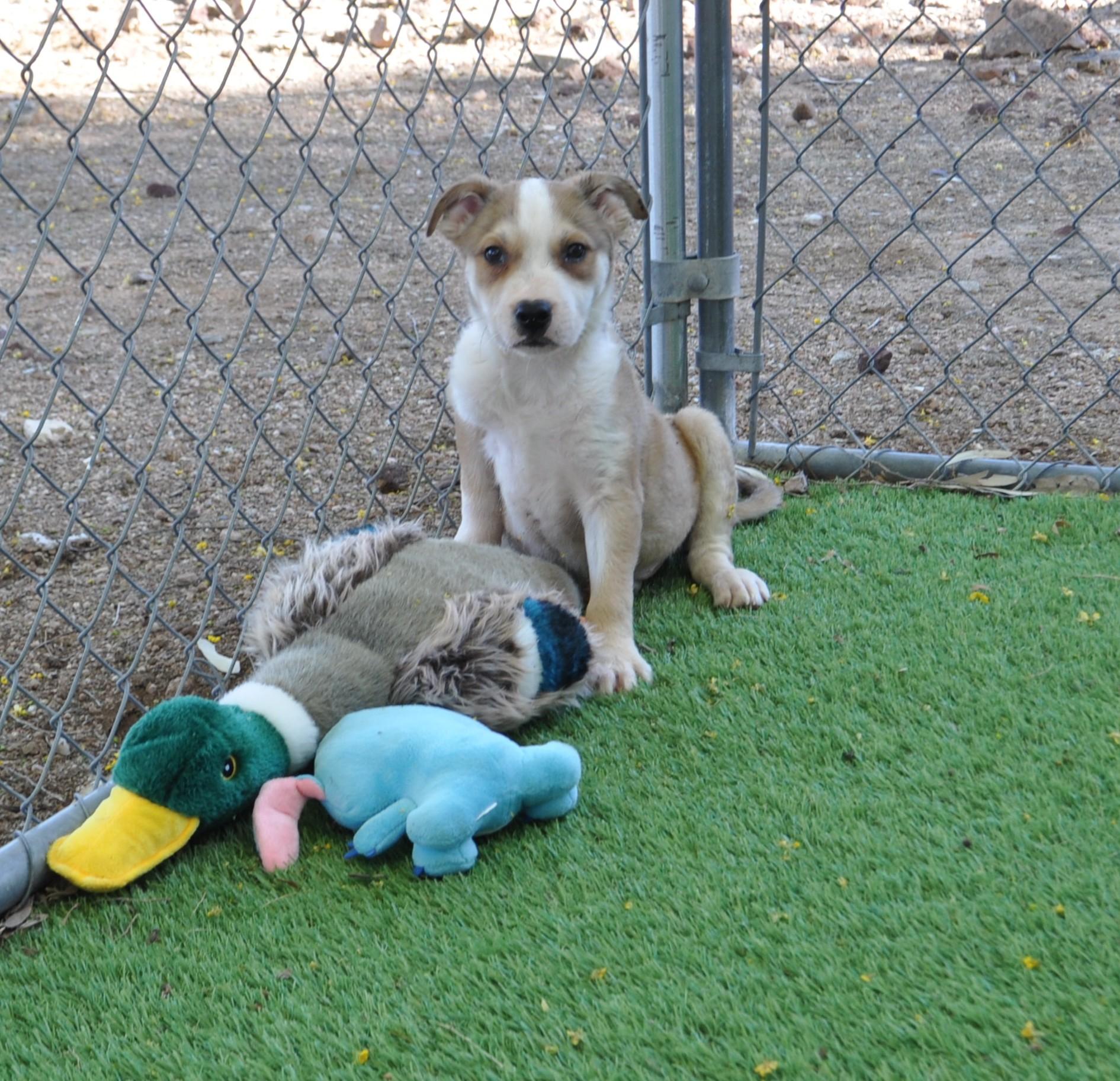 Enlarge Funky, a ADOPTABLE mixed breed in Apache Junction, AZ image 3/5
