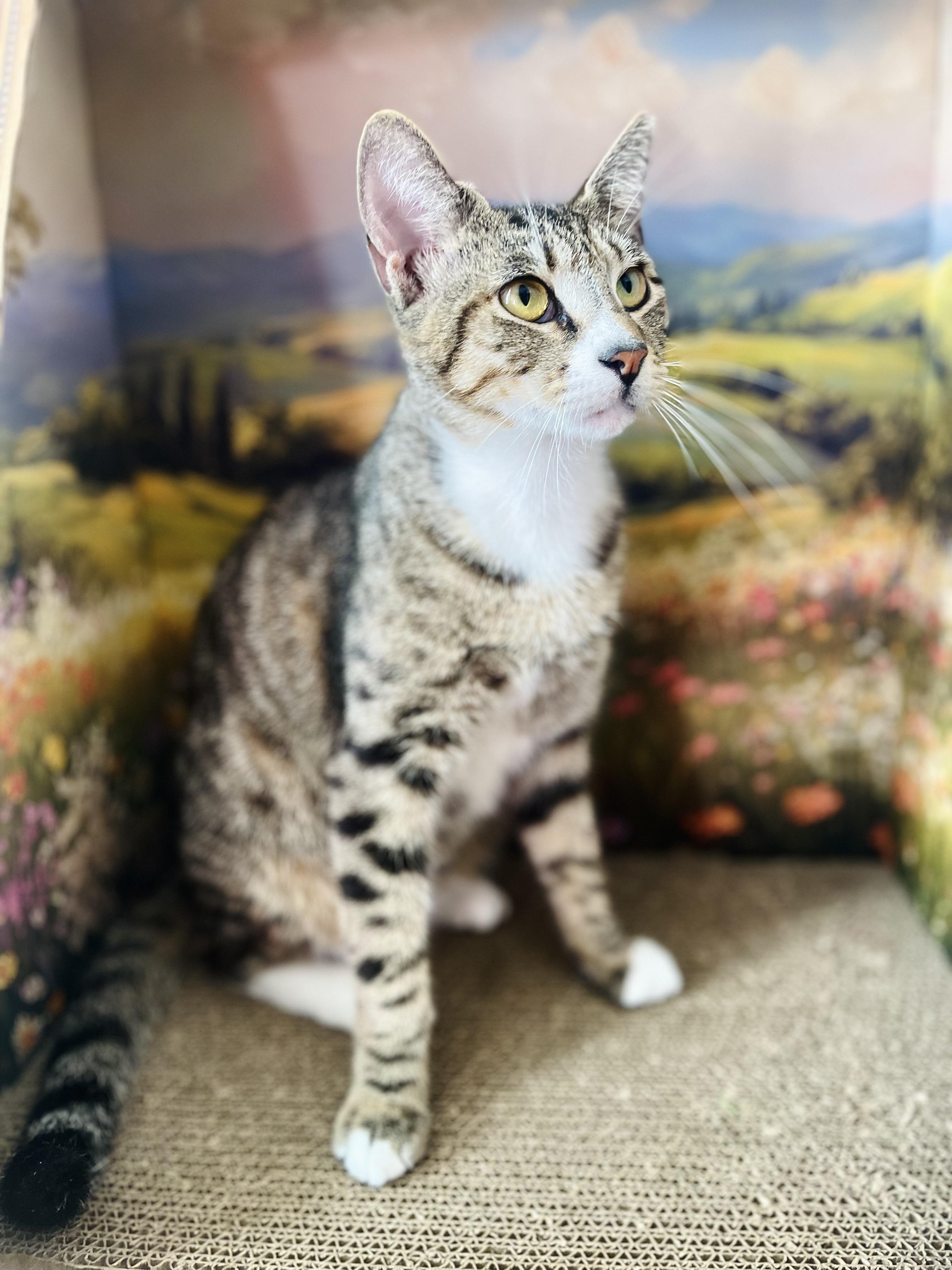 Enlarge Romeo, an adopted American Shorthair in Fort Pierce, FL image 2/3