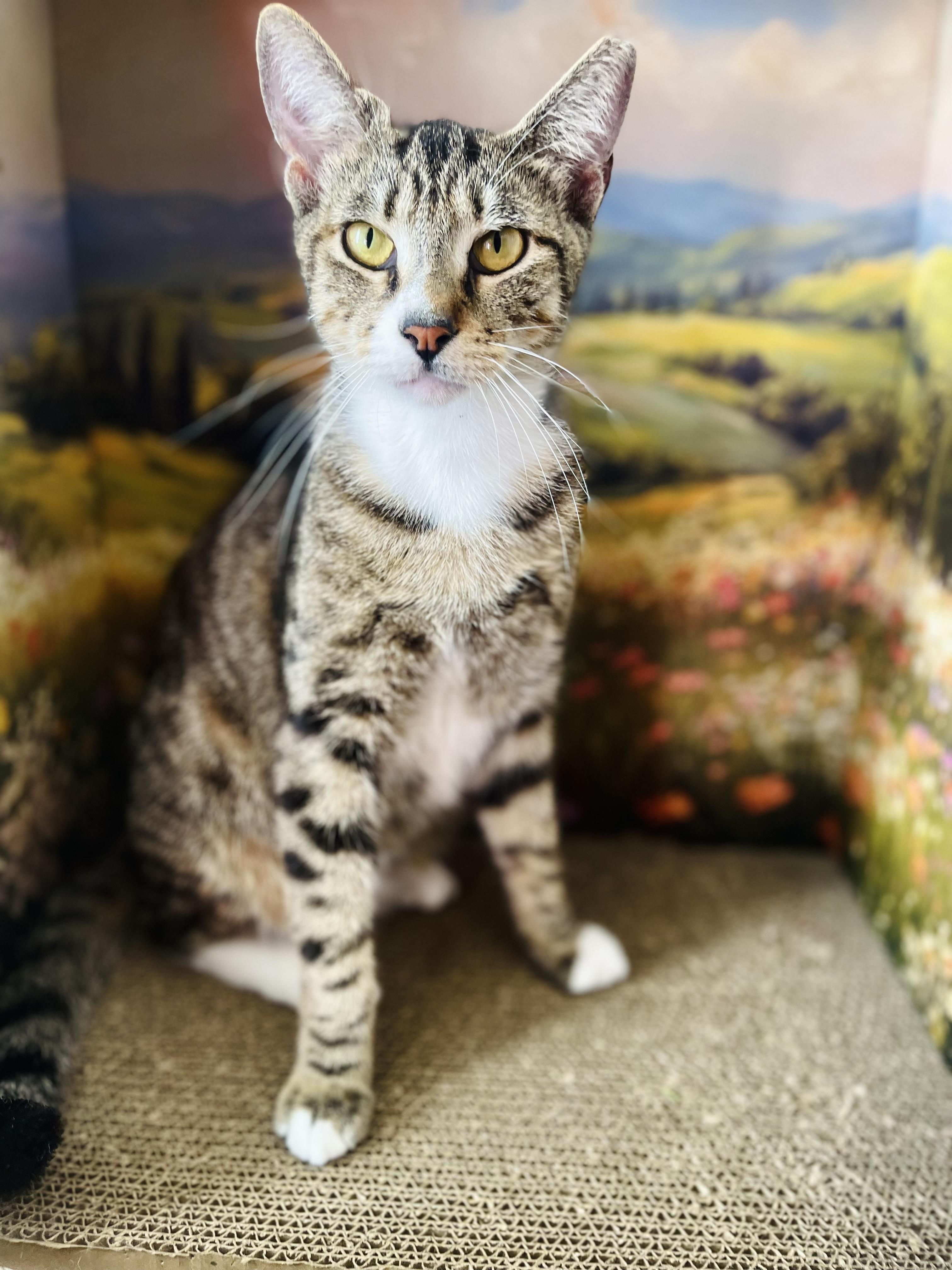 Enlarge Romeo, an adopted American Shorthair in Fort Pierce, FL image 1/3