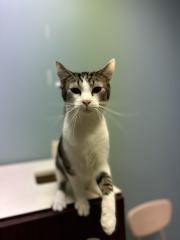 GARTH, a Adoptable Domestic Short Hair in Chillicothe, OH image 1/2