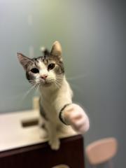 GARTH, a Adoptable Domestic Short Hair in Chillicothe, OH image 2/2