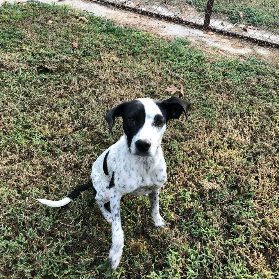 Cole, Adoptable, Young Male Mixed Breed.