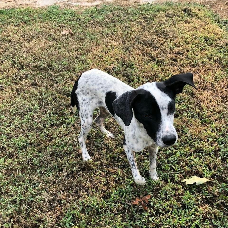 Enlarge Cole, a Adoptable Mixed Breed in Stilwell, OK image 2/2