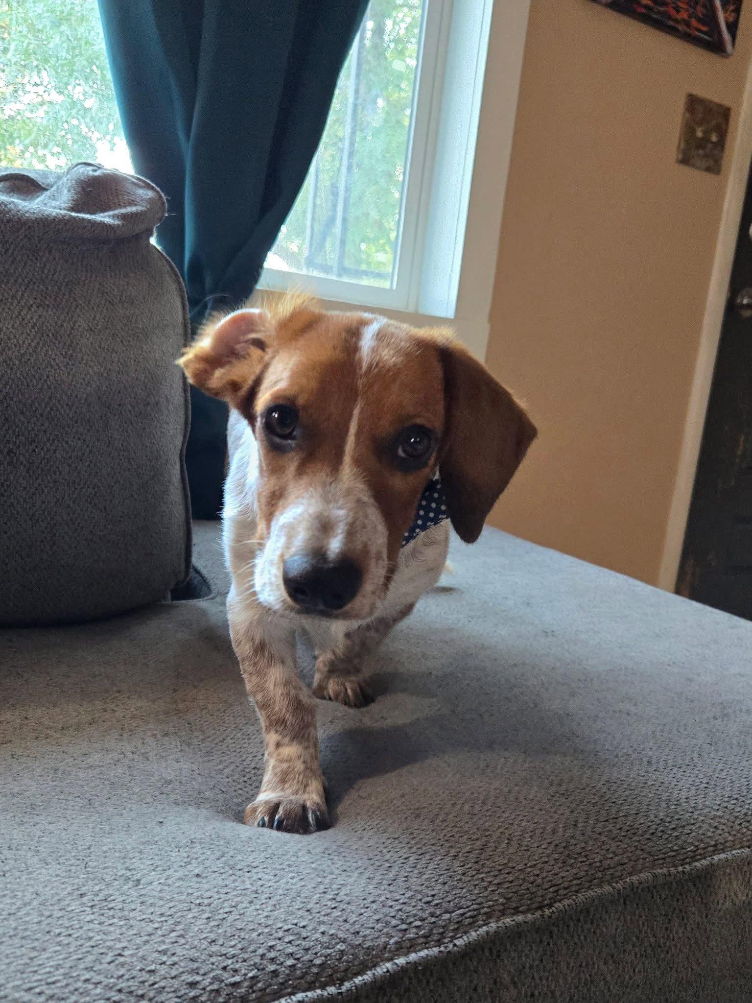 Mando, Adoptable, Young Male Basset Hound & Australian Cattle Dog / Blue Heeler.