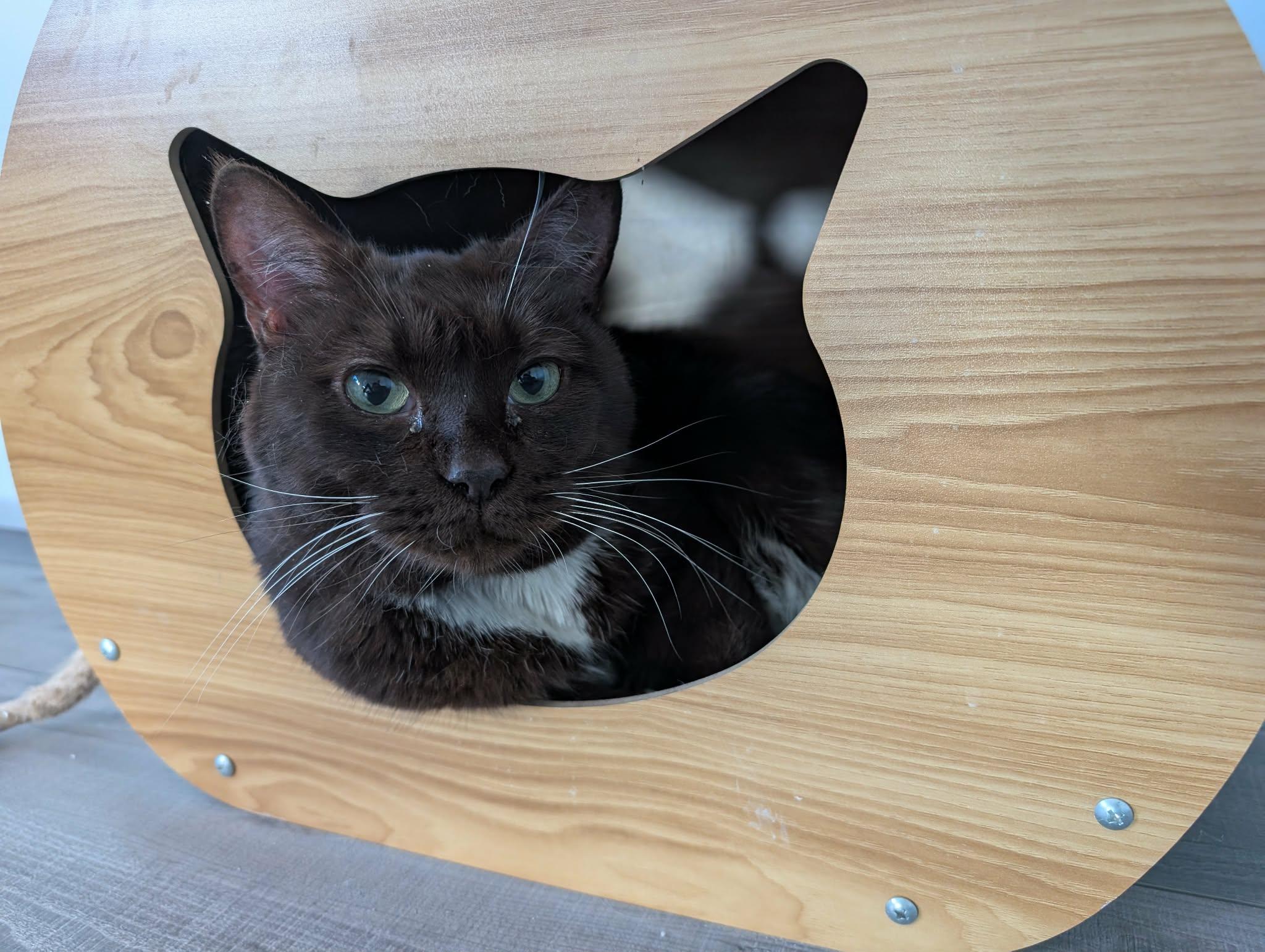 Boots, a Adoptable Domestic Short Hair in Edmonton, AB image 1/4