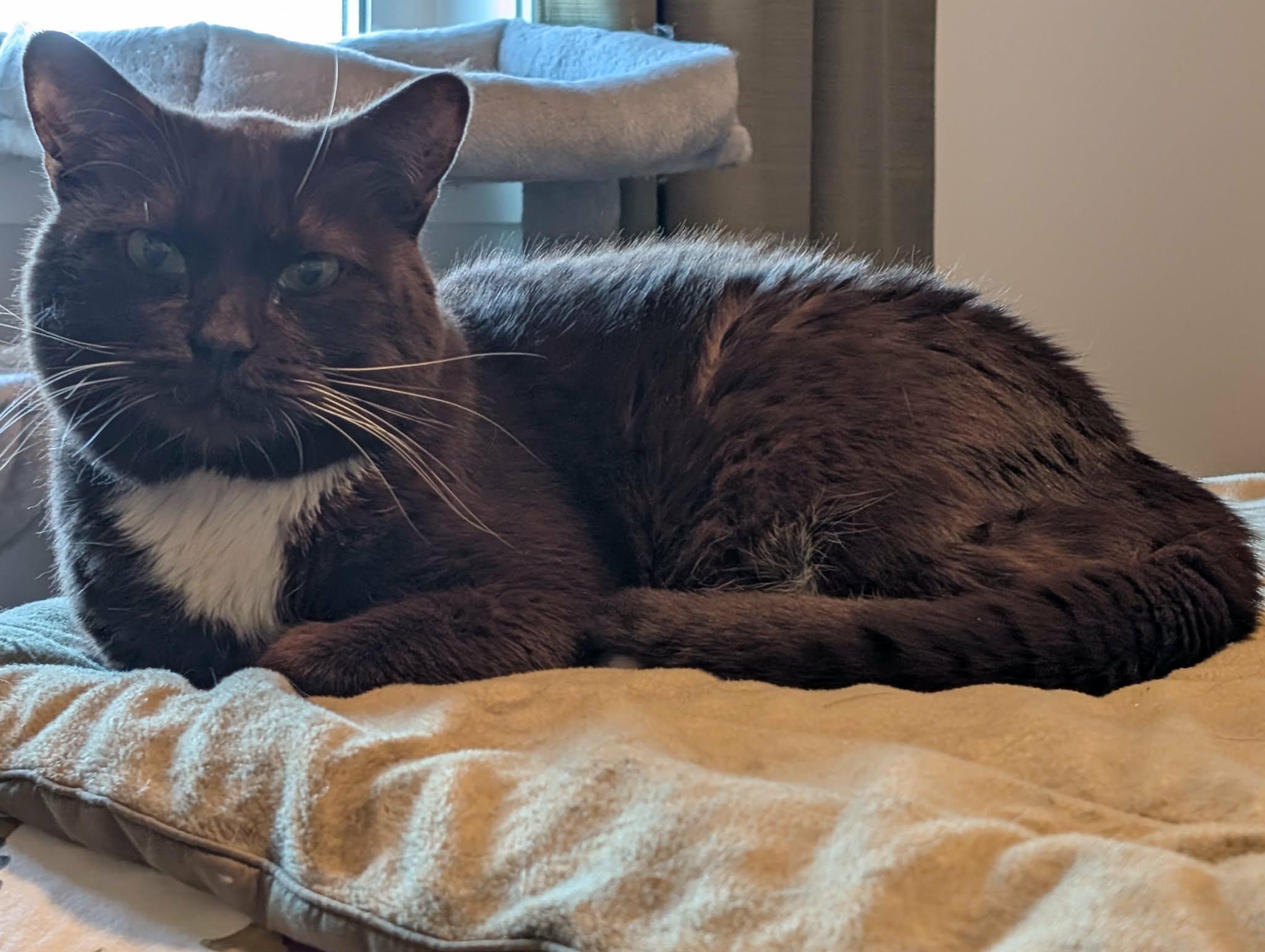 Boots, a Adoptable Domestic Short Hair in Edmonton, AB image 2/4