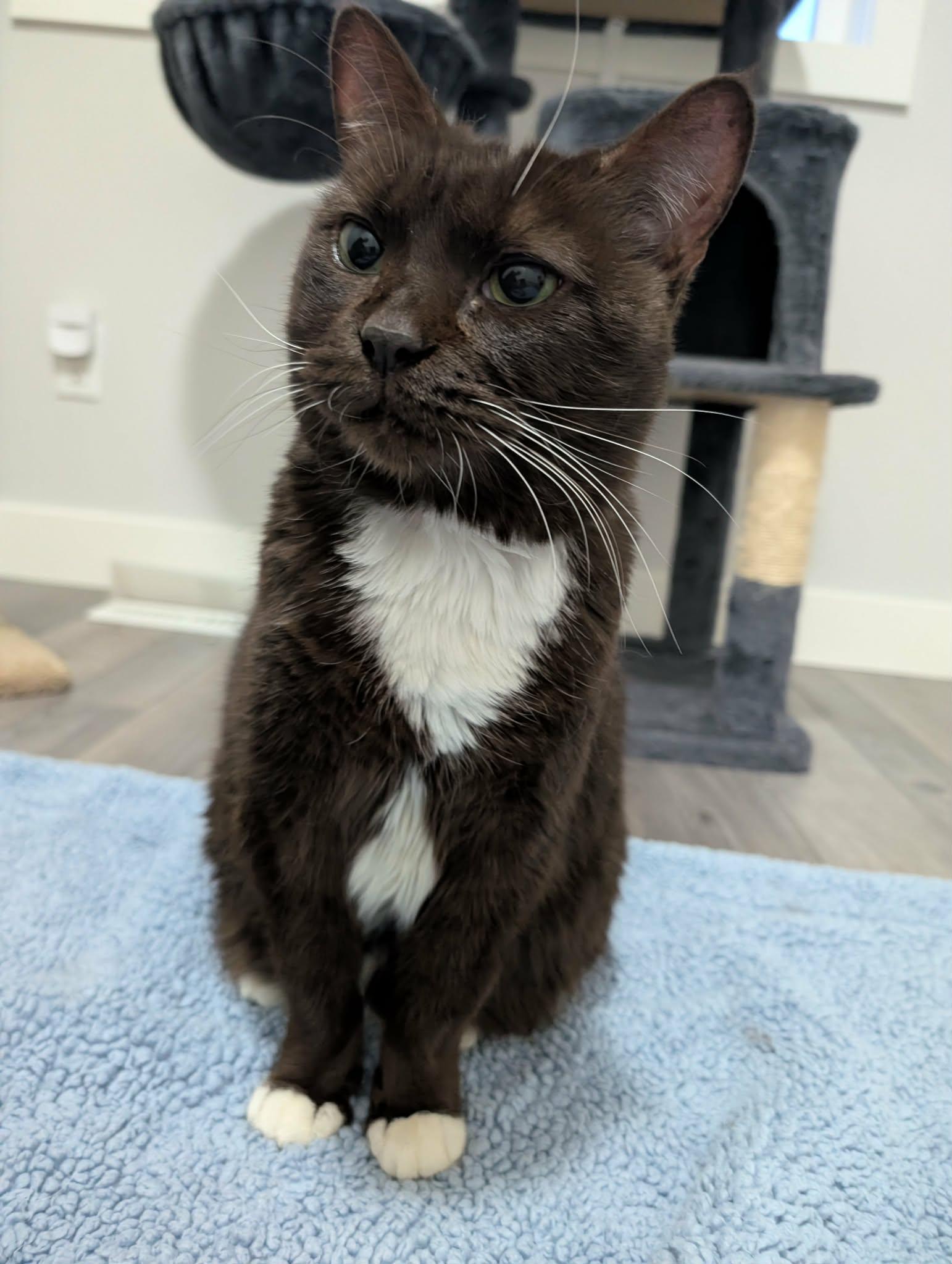 Boots, a Adoptable Domestic Short Hair in Edmonton, AB image 4/4