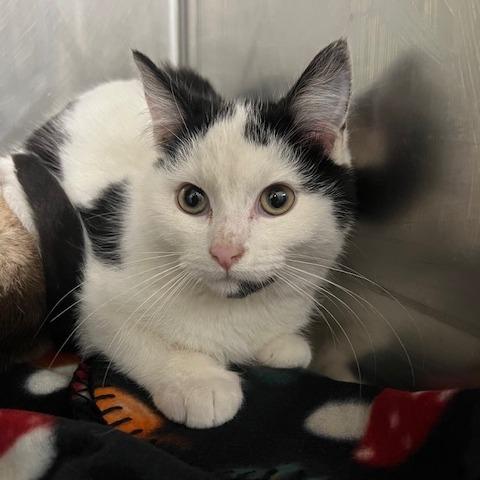 Figgy, Adoptable, Kitten Male Domestic Short Hair.