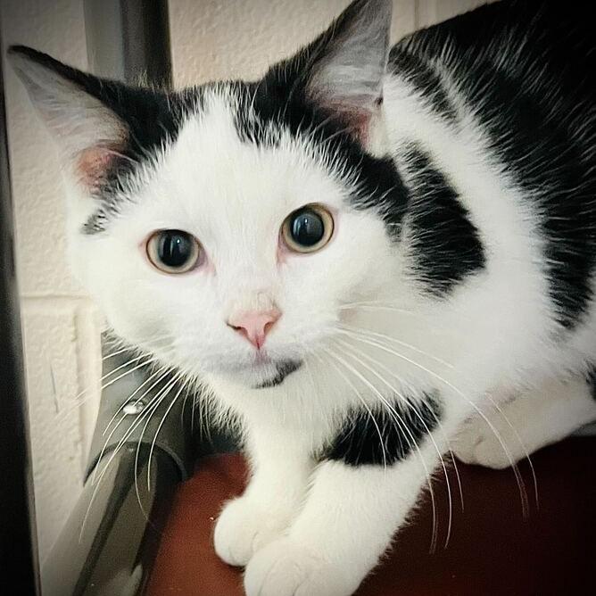 Enlarge Figgy, a Adoptable Domestic Short Hair in Owosso, MI image 2/2